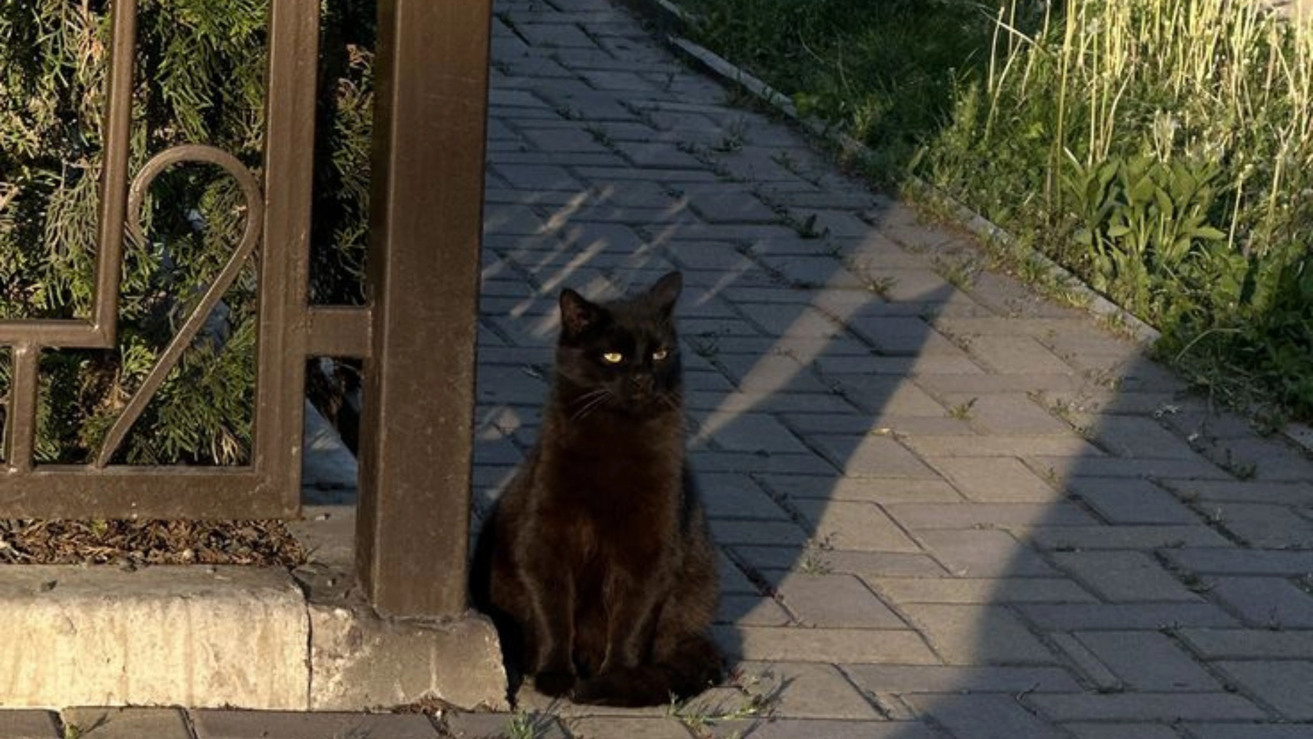 Black Cat Symbolism