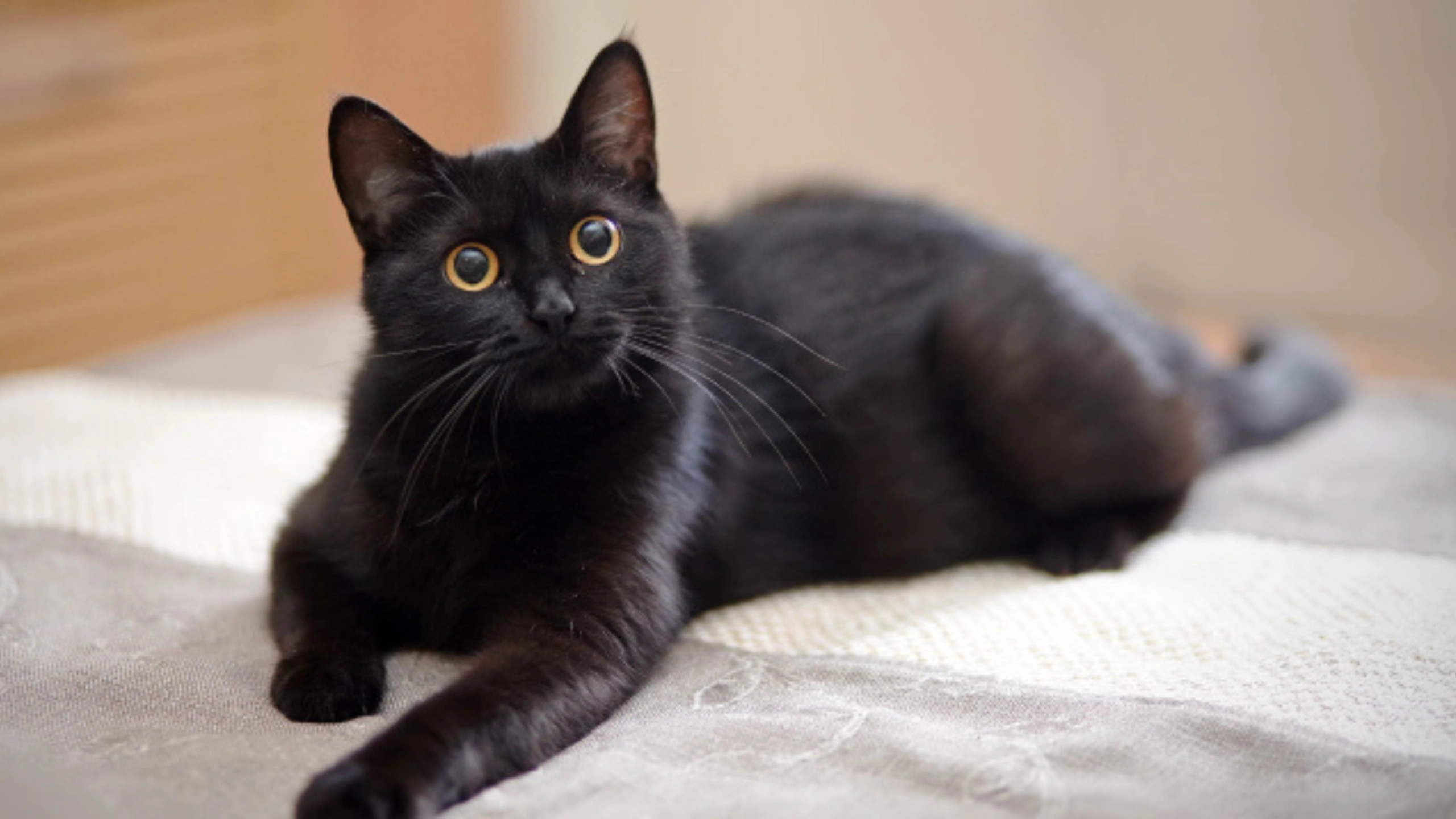Black Cat Symbolism