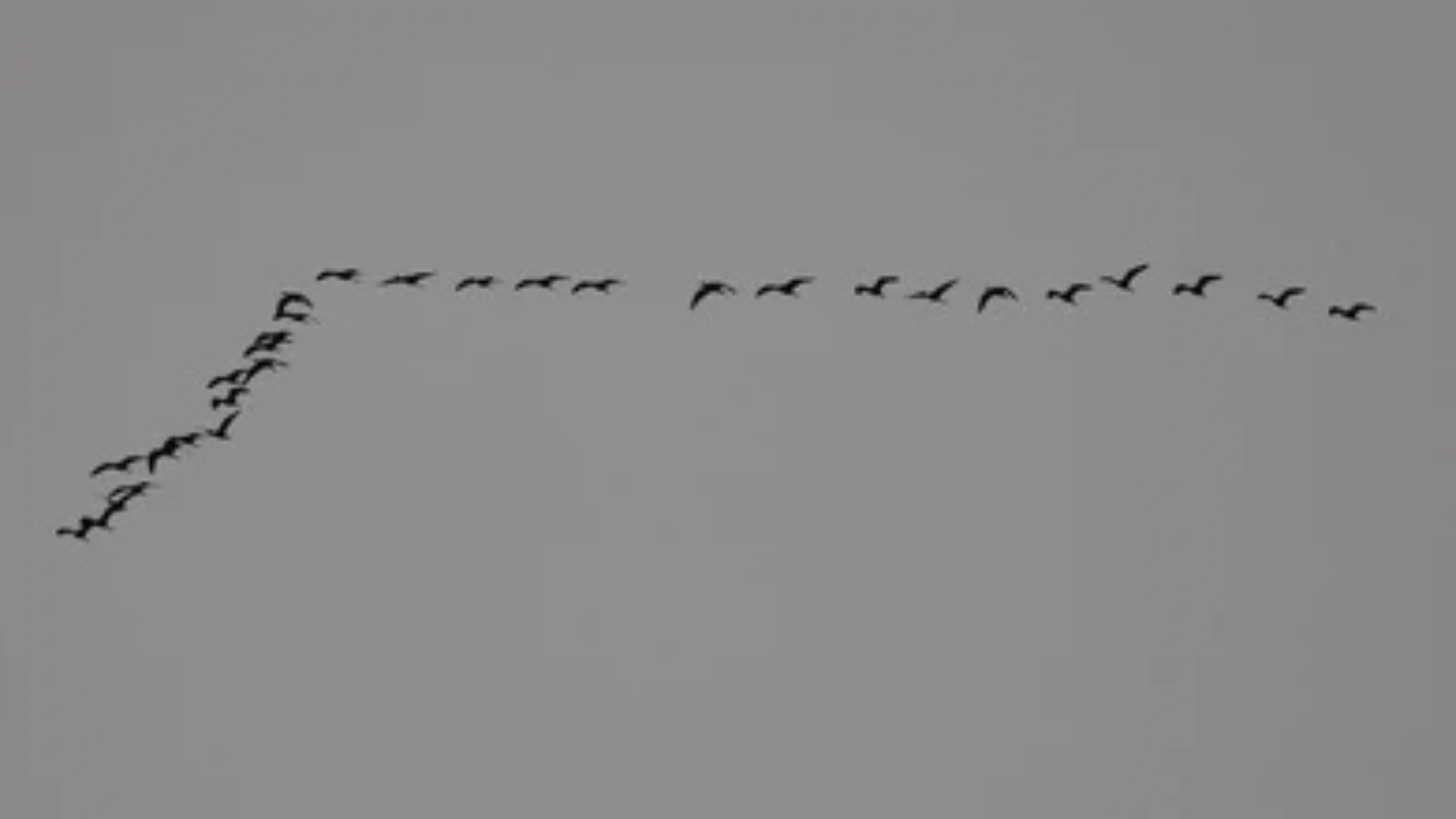 Spiritual Meaning of a Flock of Birds
