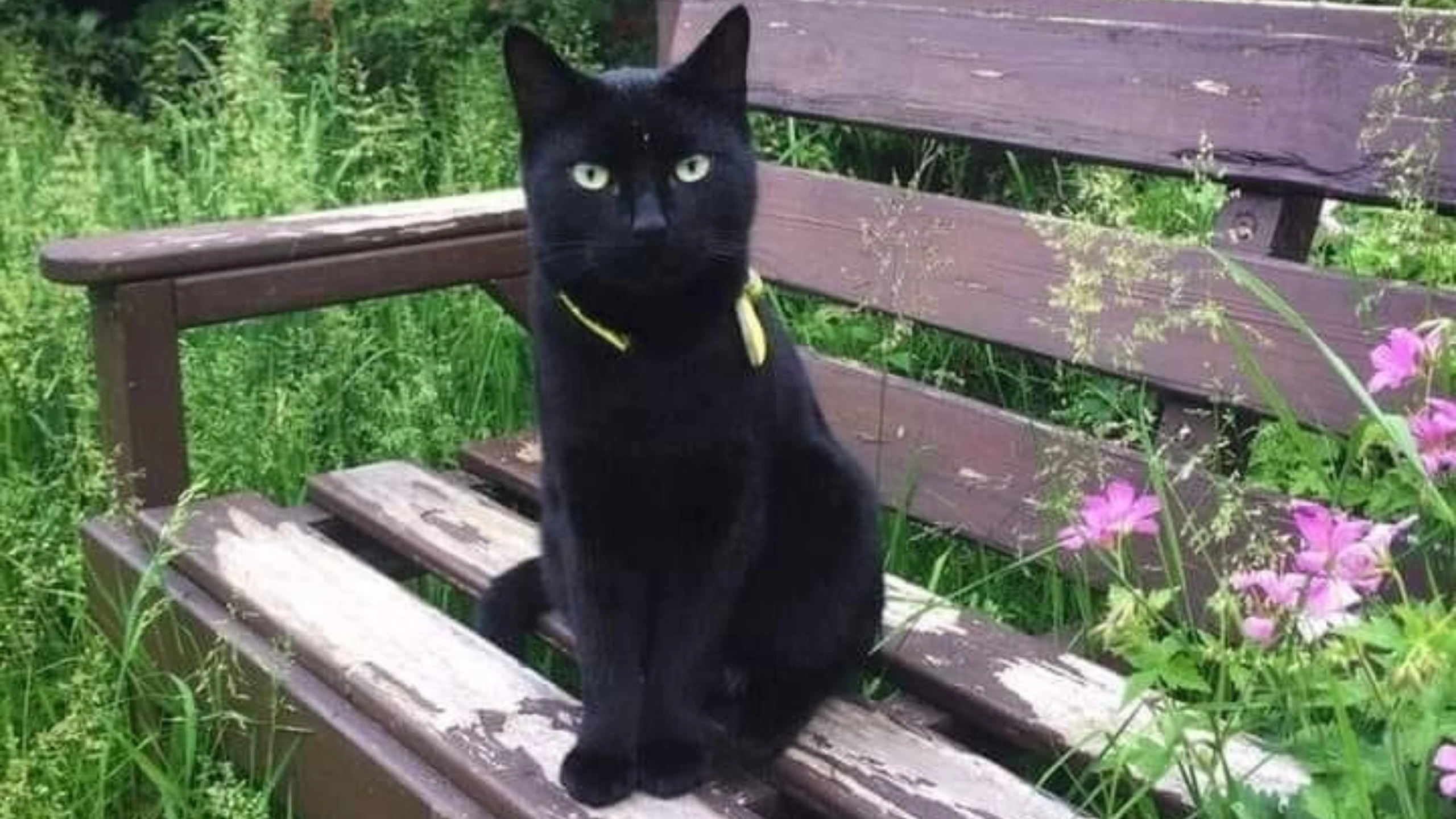 Black Cat Symbolism