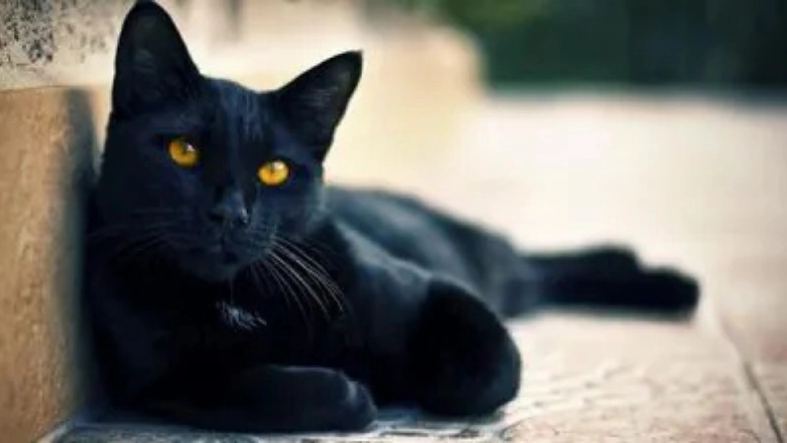 Black Cat Symbolism