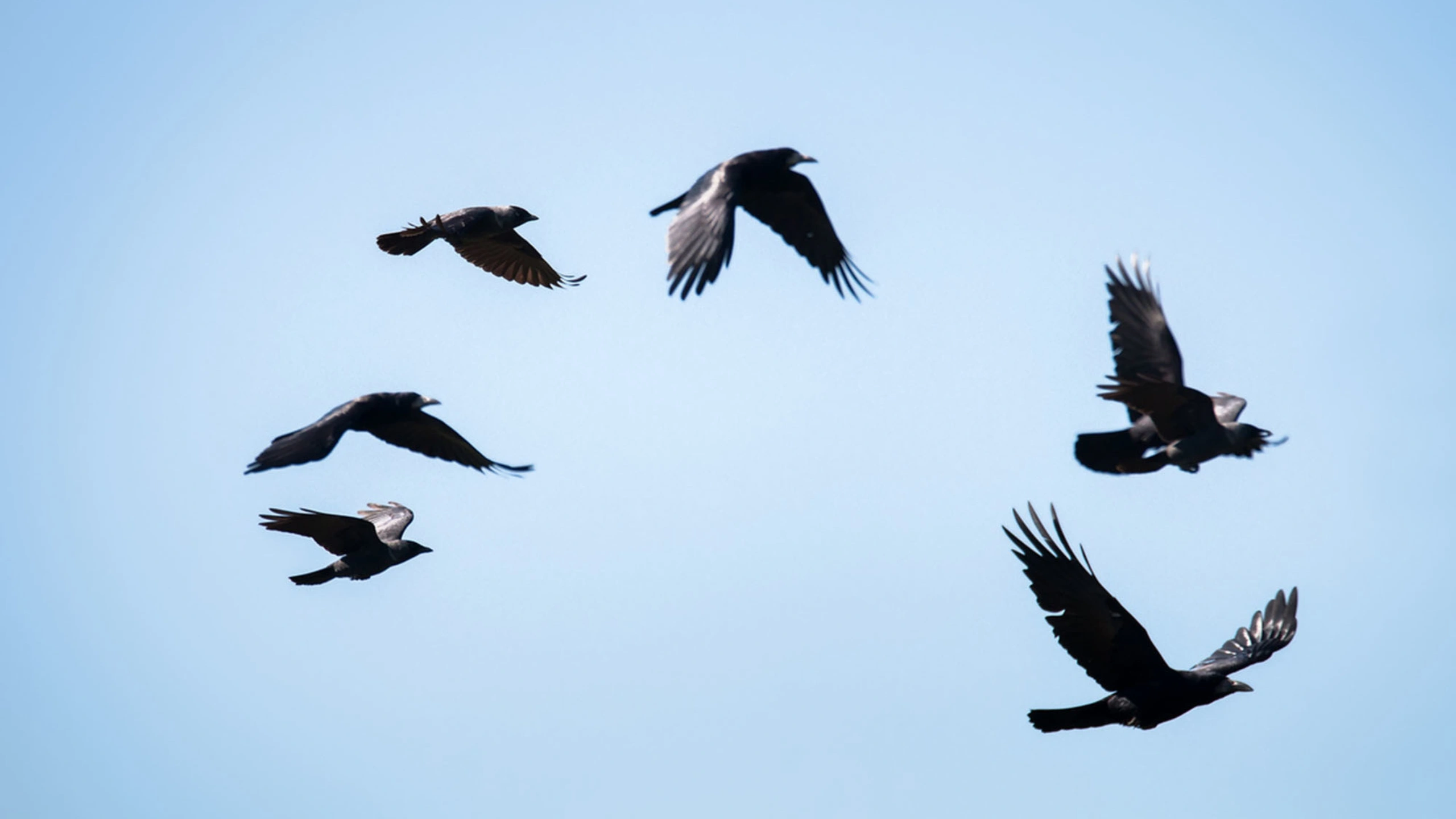 6 Crows Spiritual Meaning