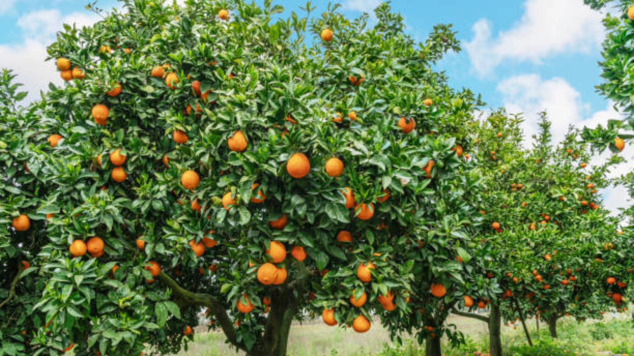 Spiritual Meaning of Oranges in a Dream