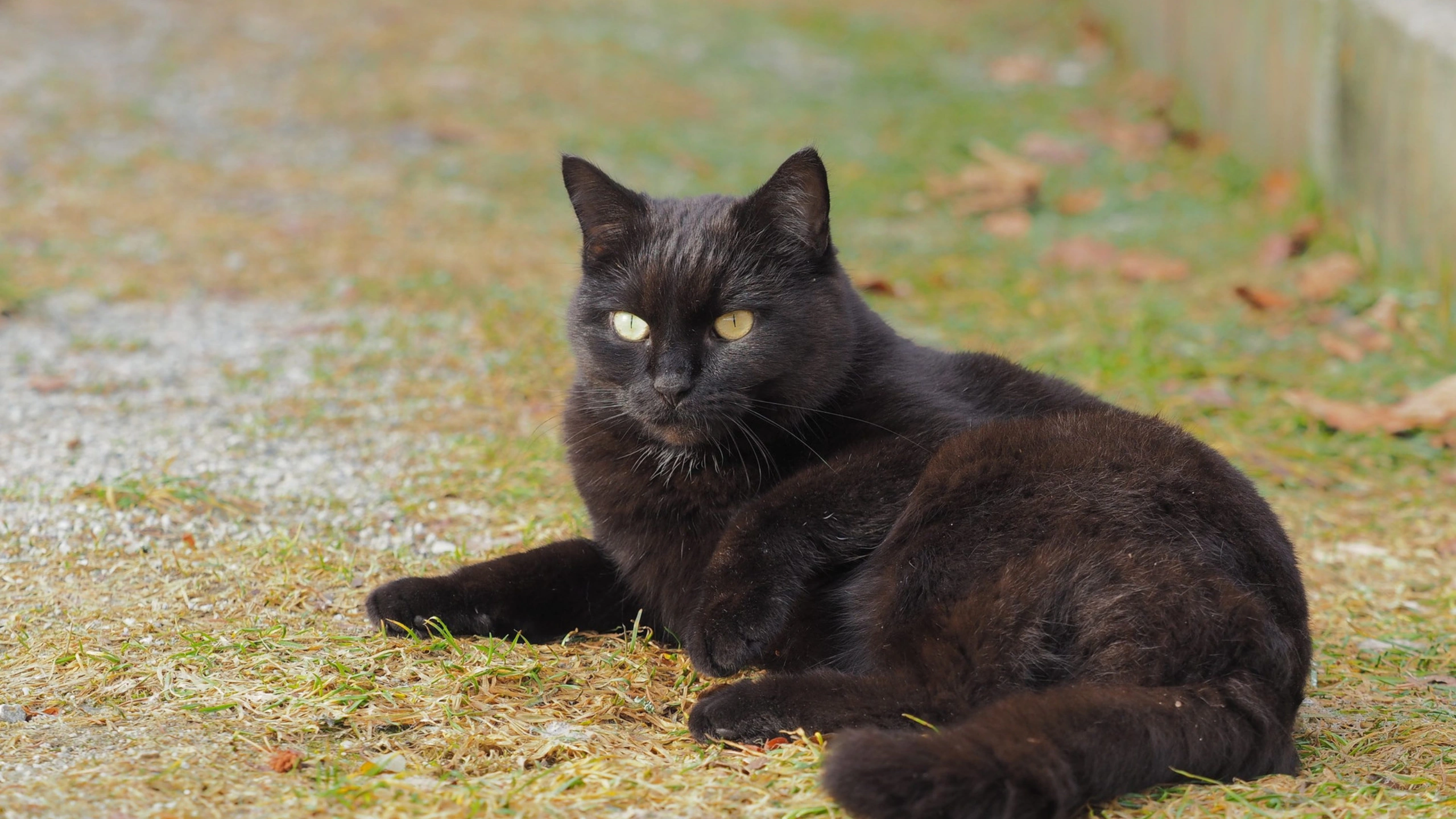 Black Cat Symbolism