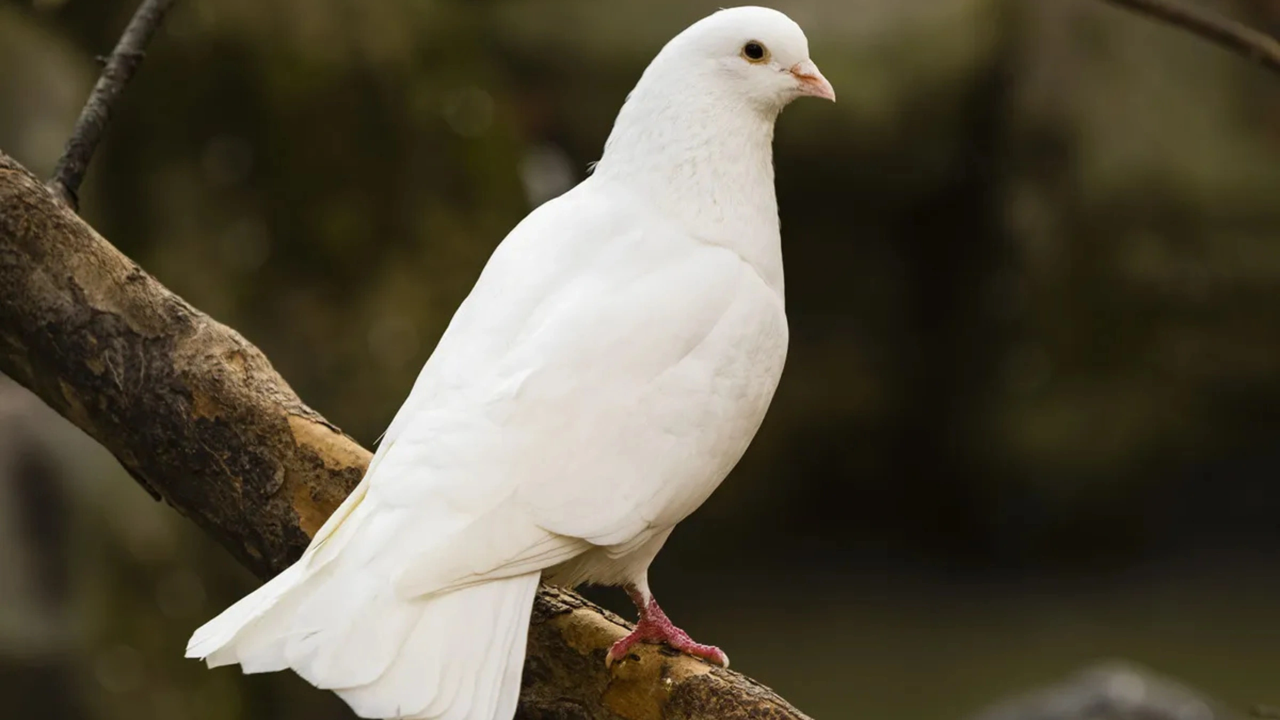 What do Pigeons Symbolize