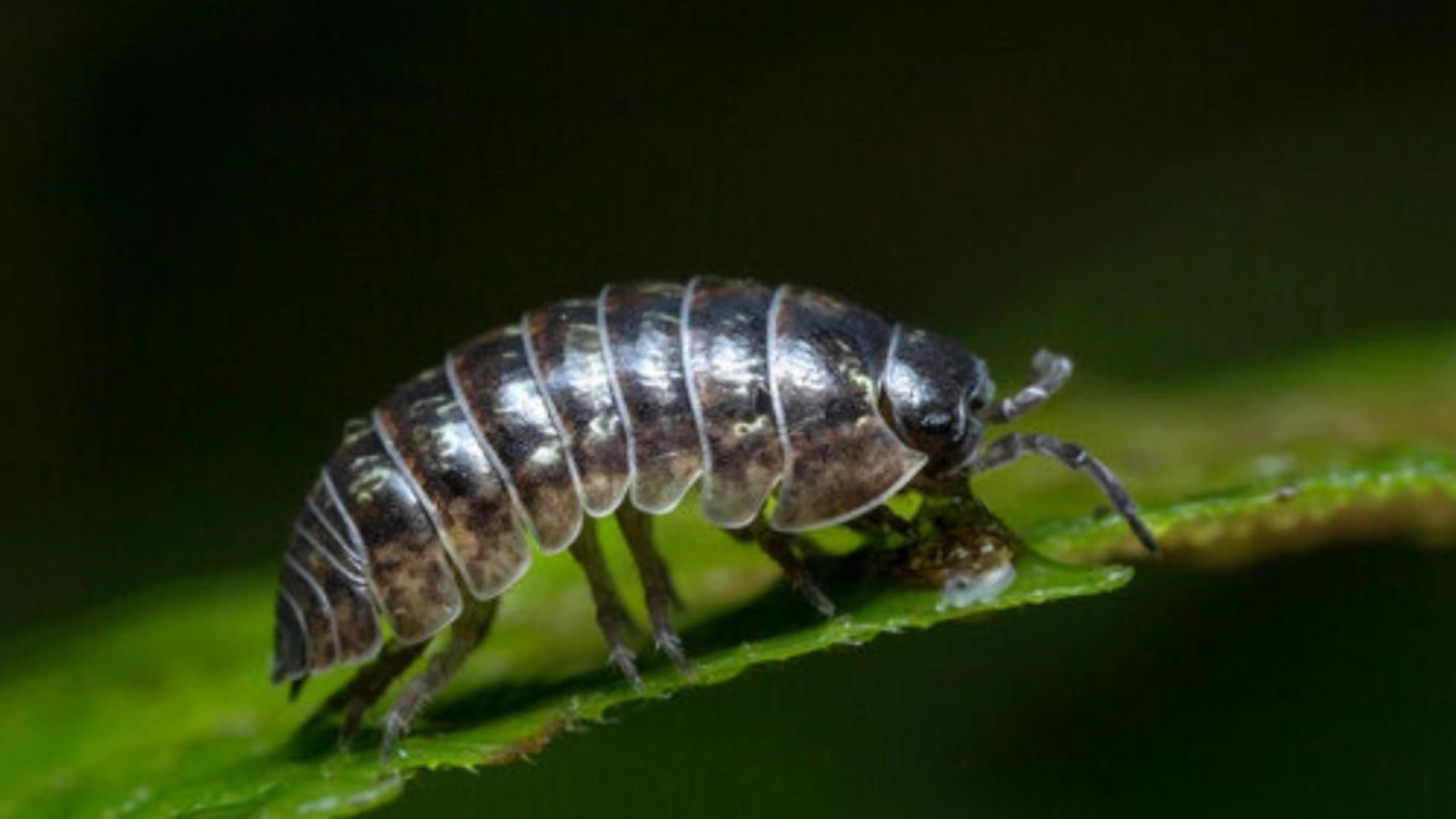 Spiritual Meaning of Roly Poly Bugs