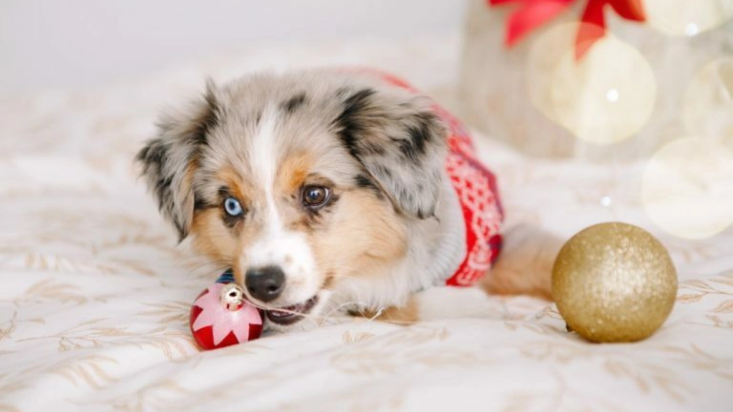 Dog With 2 Different Colored Eyes Spiritual Meaning