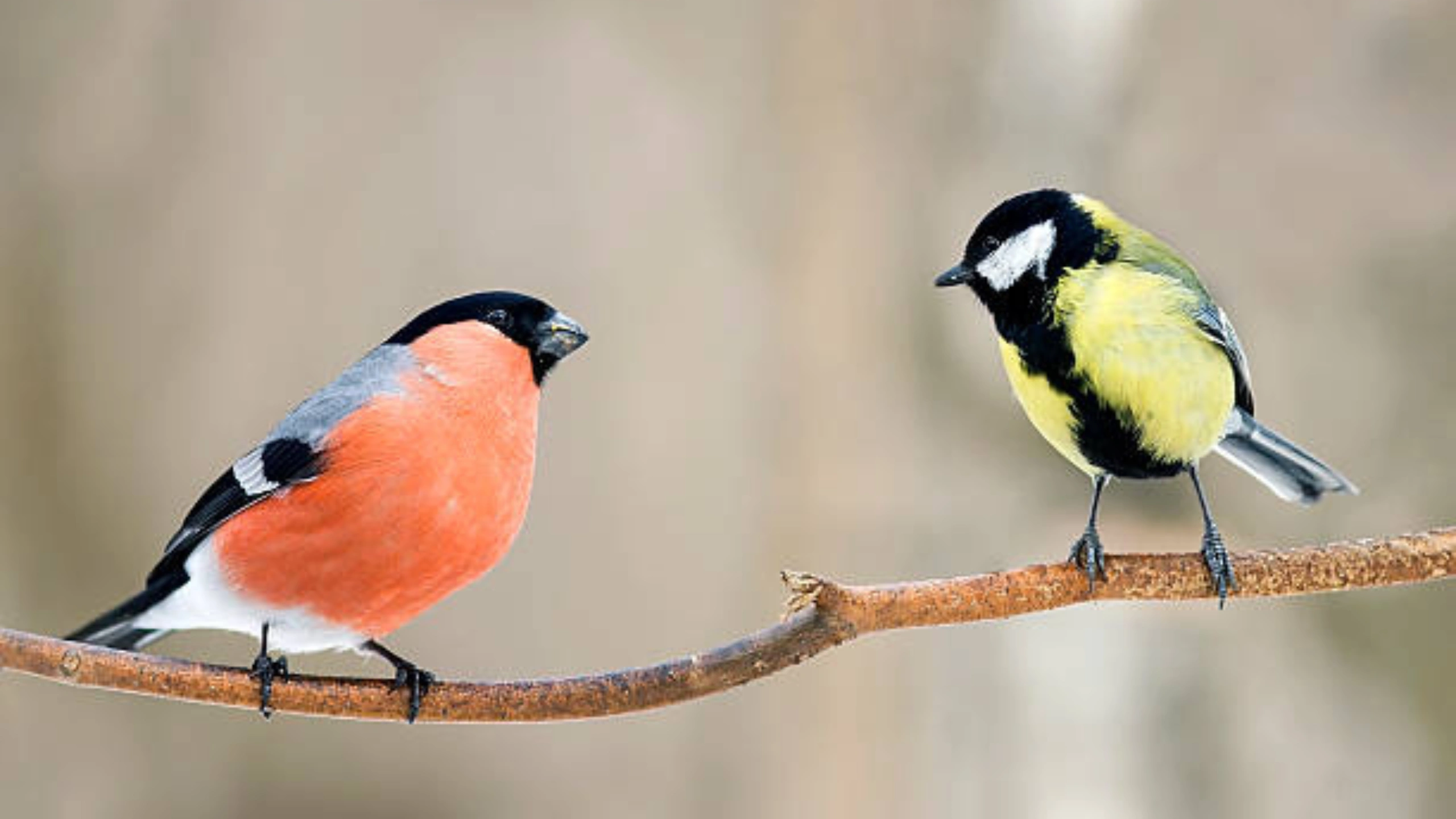 Spiritual Meaning of a Flock of Birds