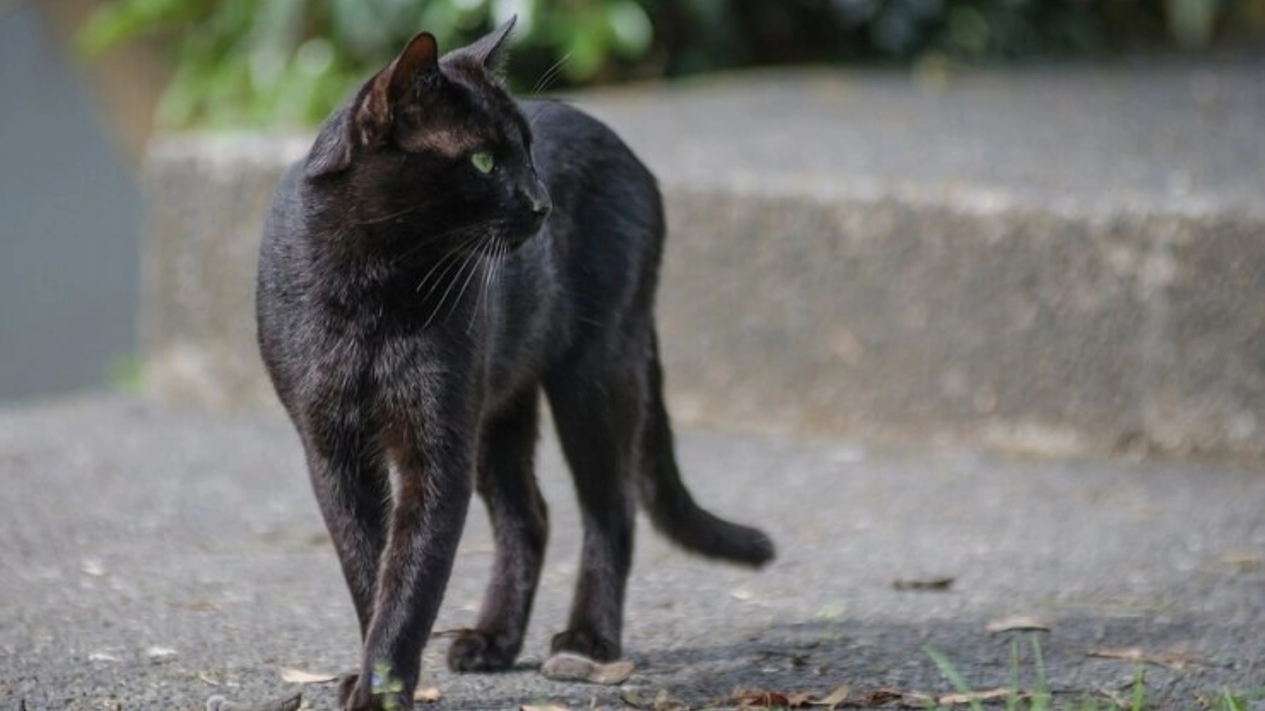 Black Cat Symbolism