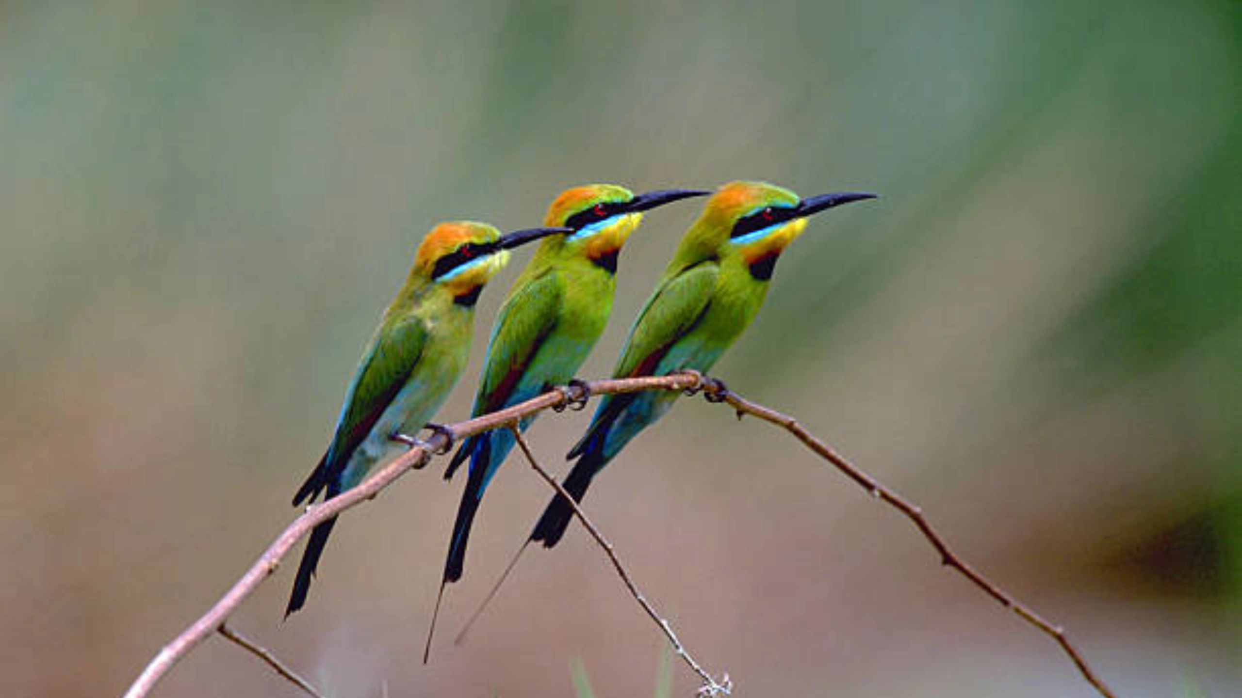 Spiritual Meaning of a Flock of Birds