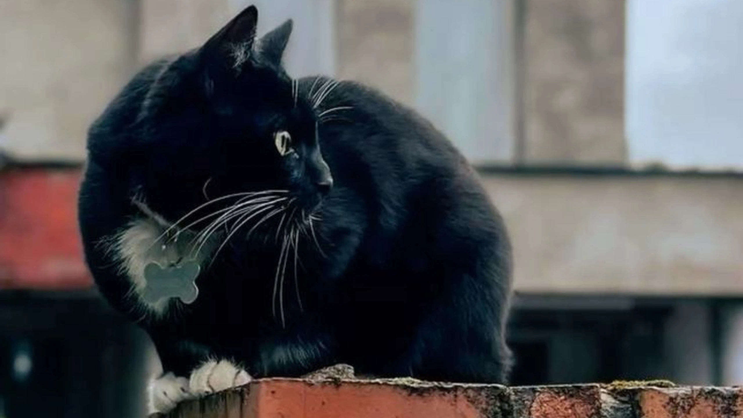 Black Cat Symbolism