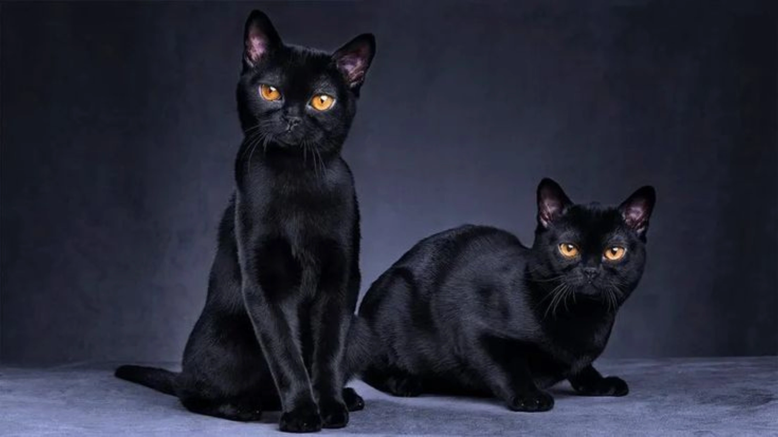 Black Cat Symbolism