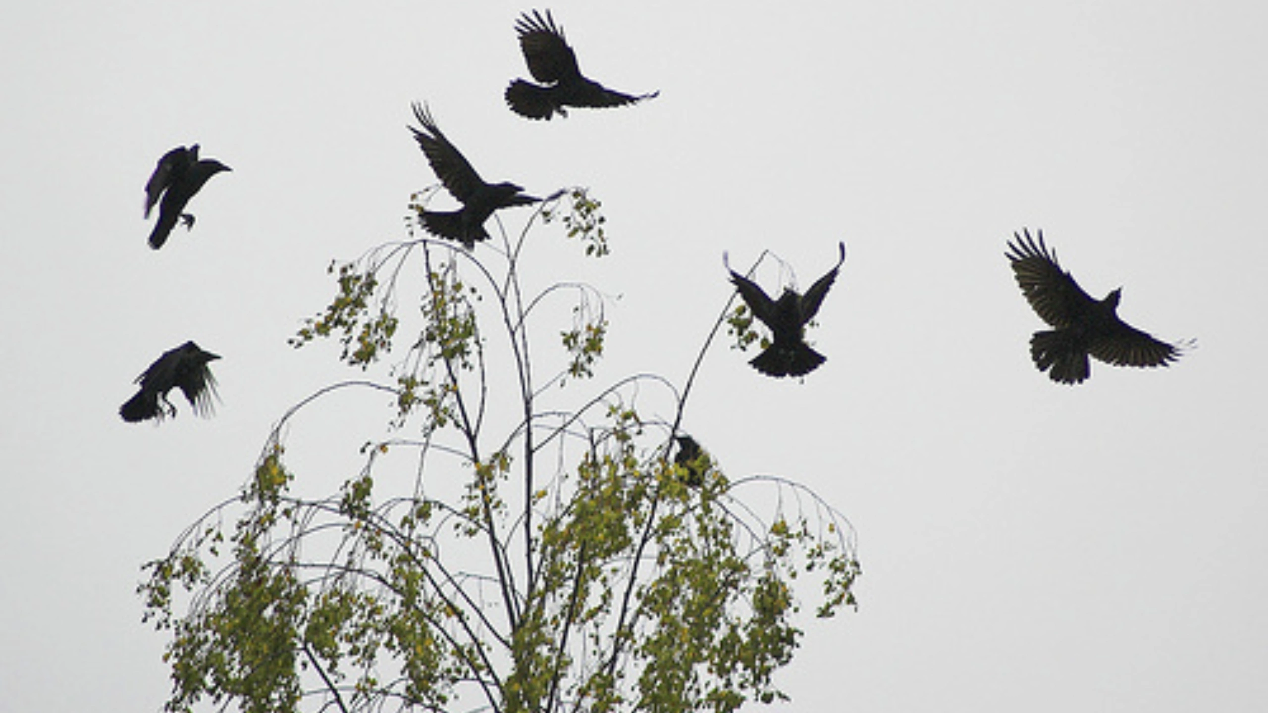 6 Crows Spiritual Meaning