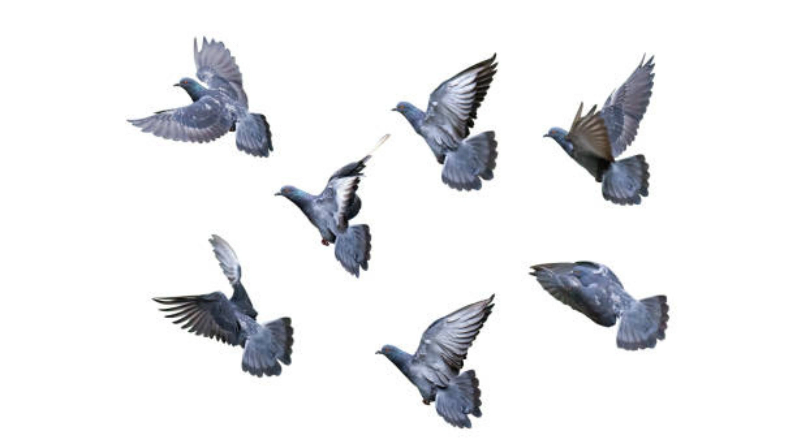 Spiritual Meaning of a Flock of Birds