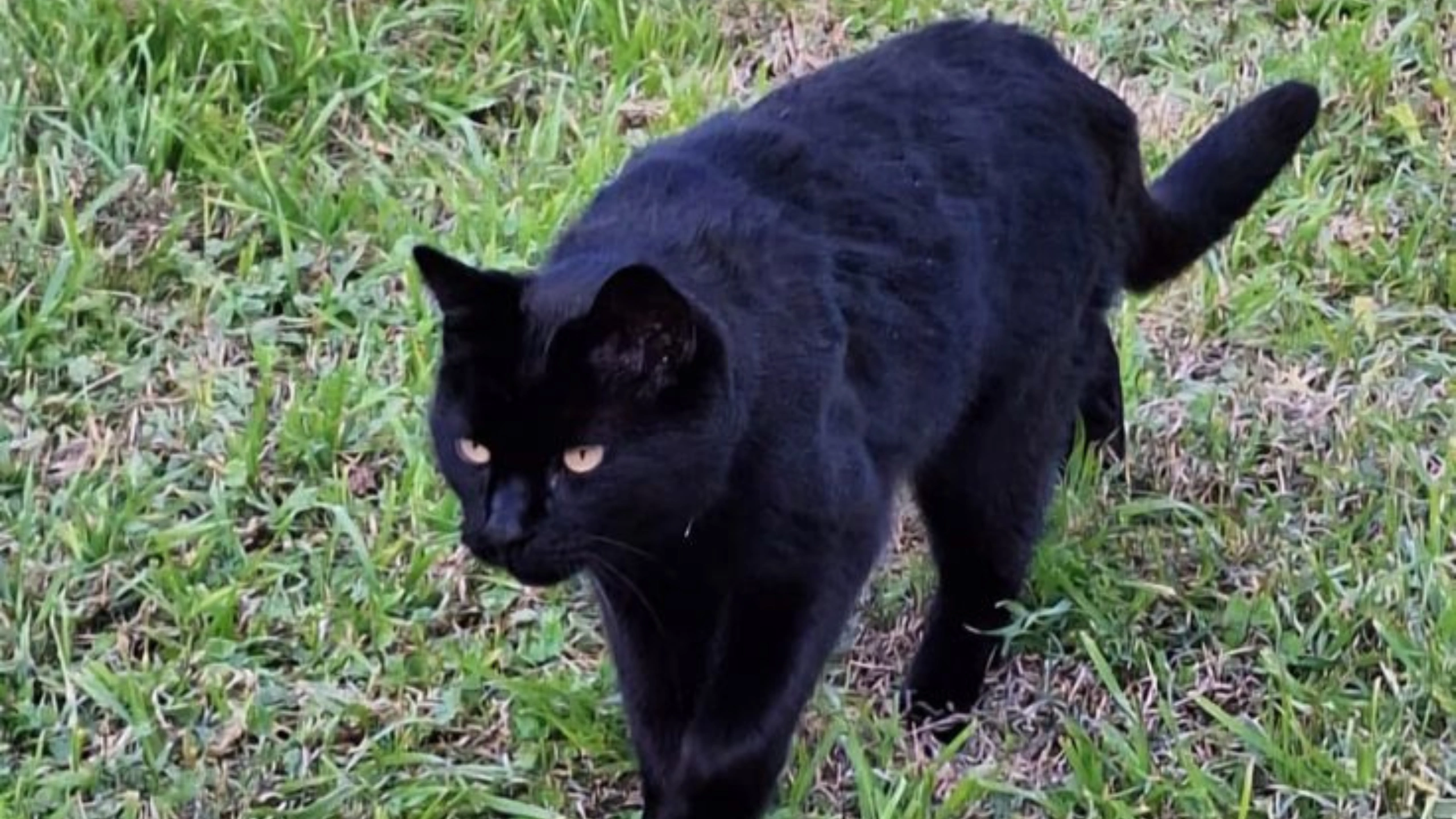 Black Cat Symbolism