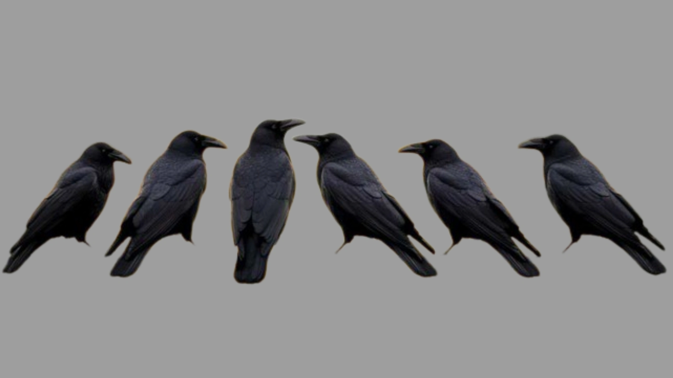 6 Crows Spiritual Meaning