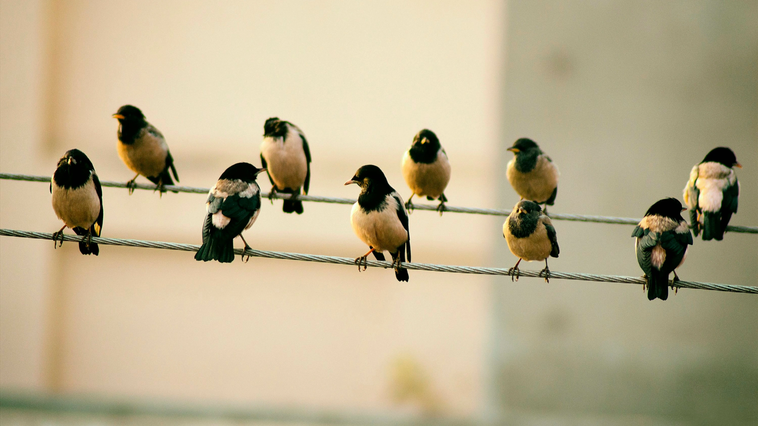 Spiritual Meaning of a Flock of Birds