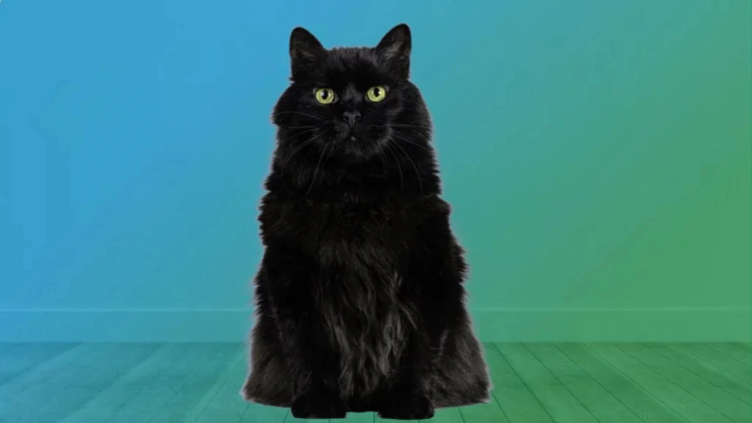 Black Cat Symbolism