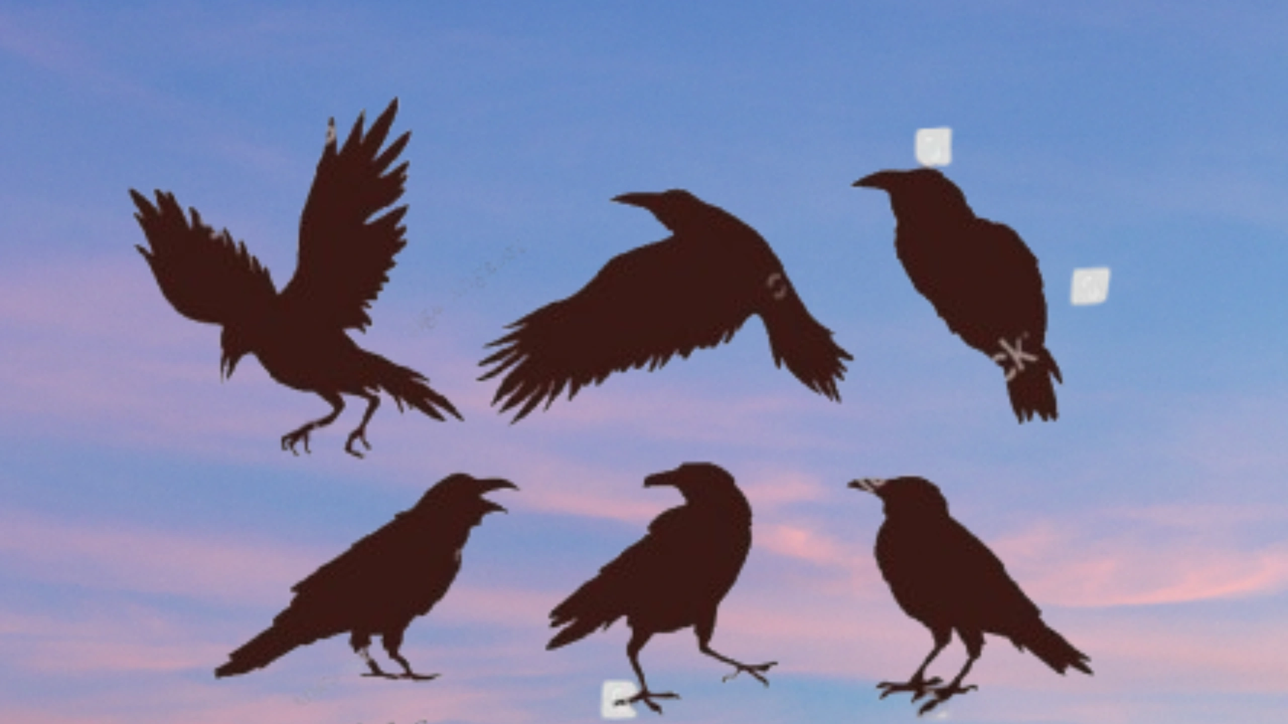 6 Crows Spiritual Meaning