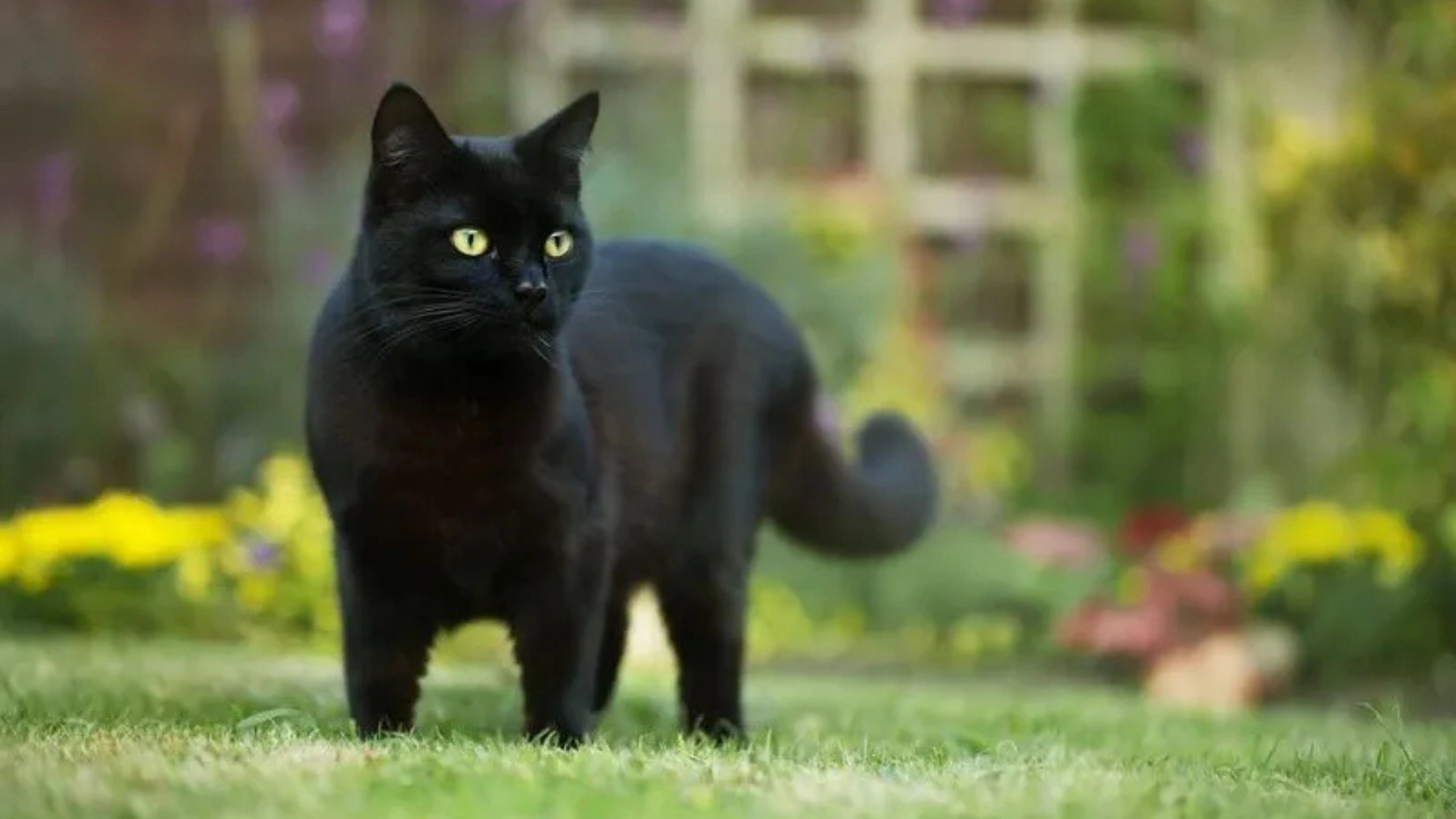 Black Cat Symbolism