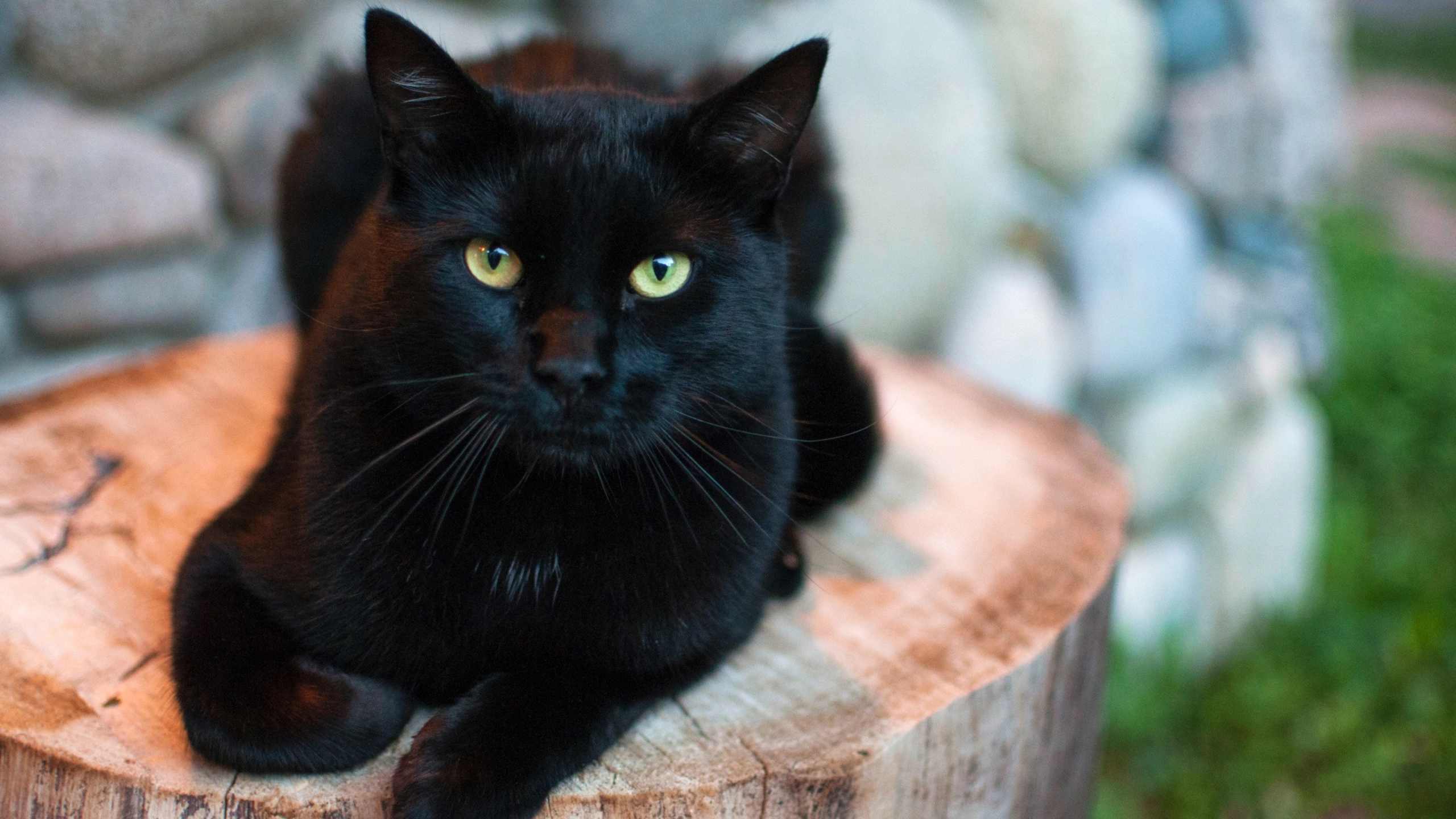 Black Cat Symbolism