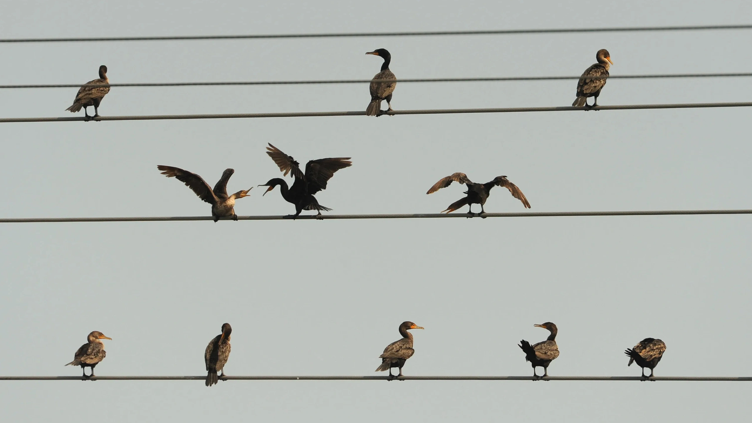 Interpretations According to Bird Types