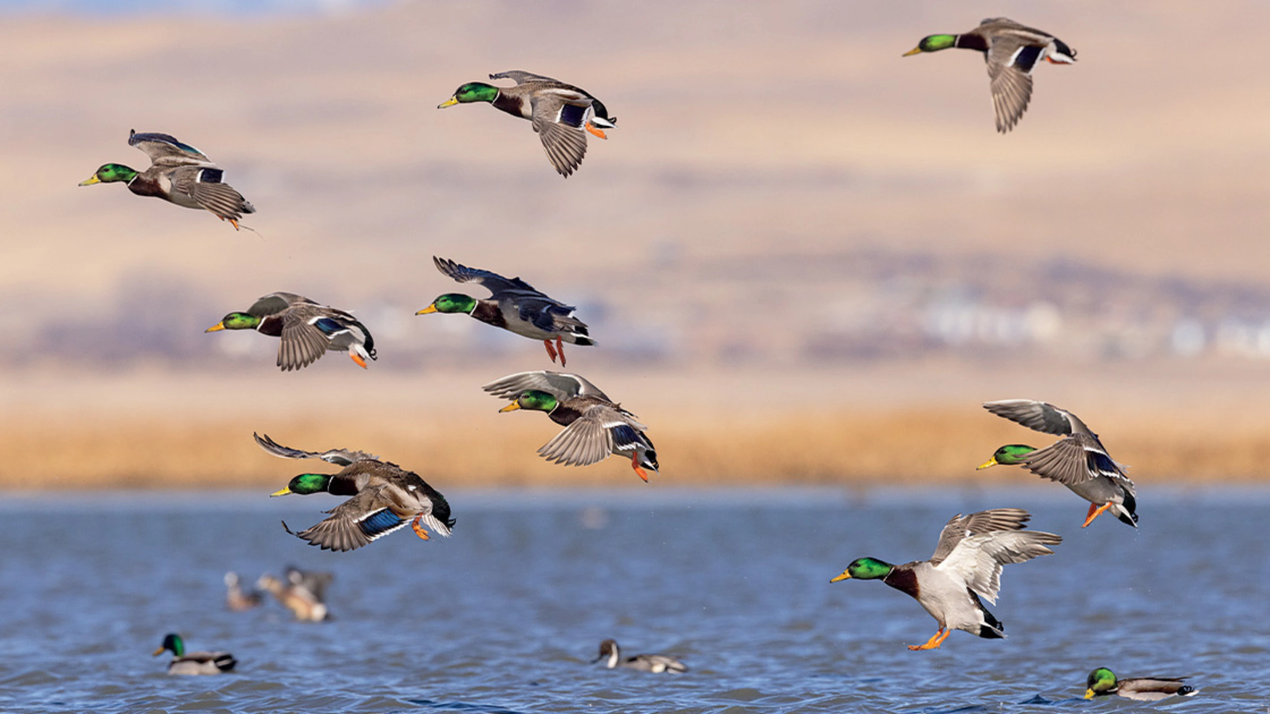 Spiritual Meaning of a Flock of Birds