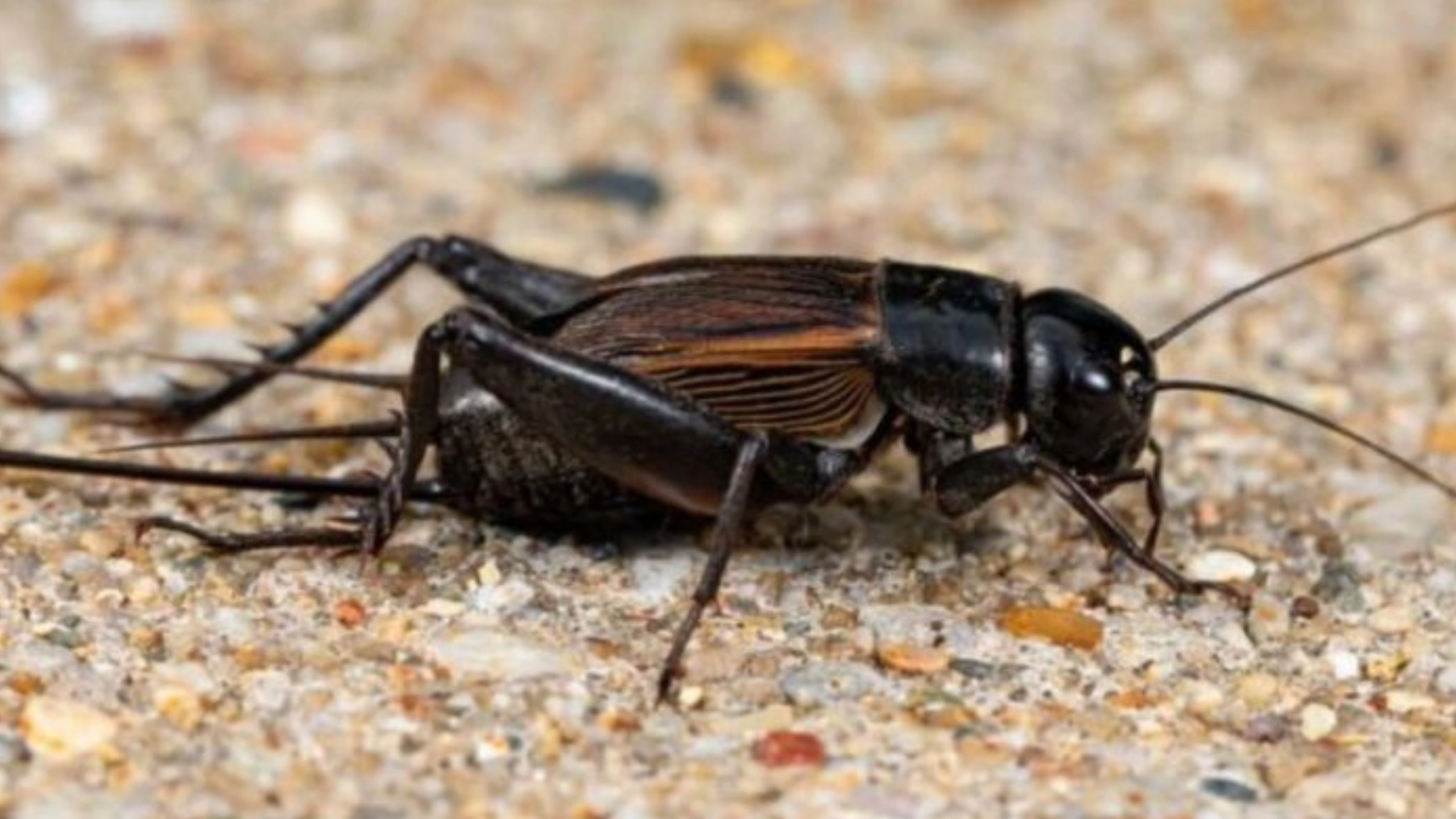 Black Cricket Spiritual Meaning