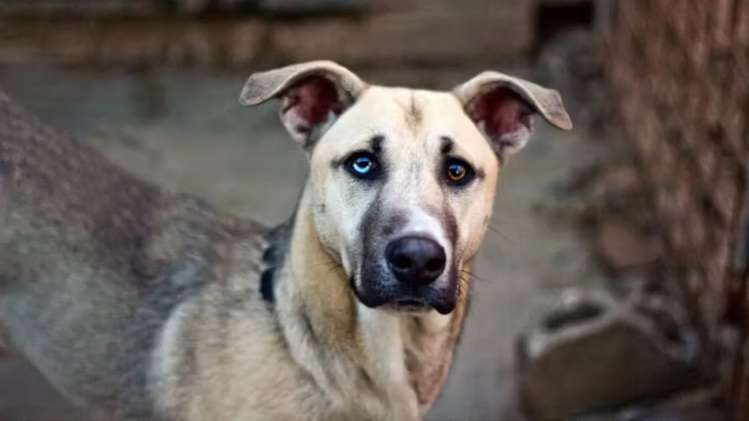 Dog With 2 Different Colored Eyes Spiritual Meaning