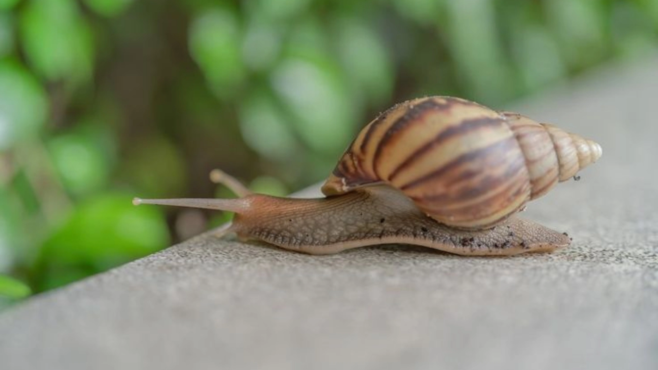 Slug Spiritual Meaning