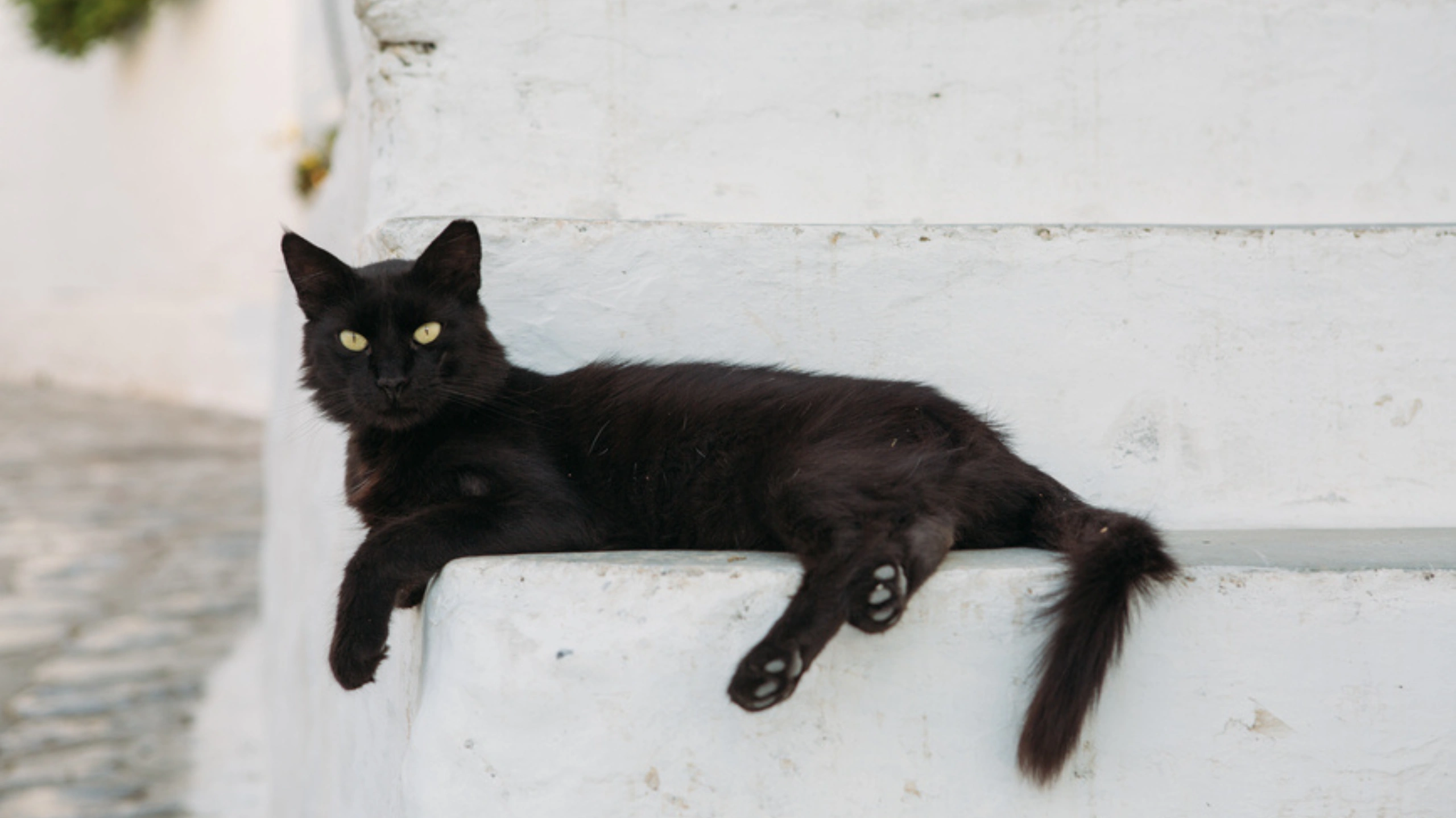 Black Cat Symbolism