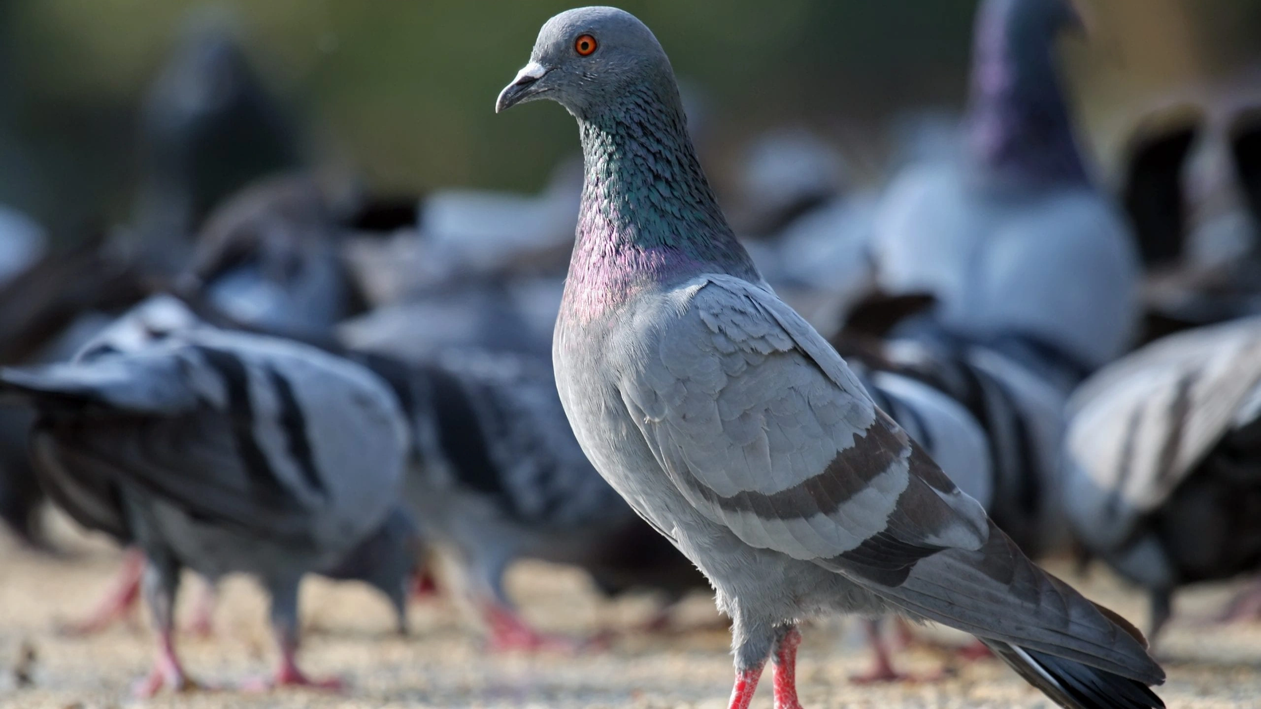 What do Pigeons Symbolize
