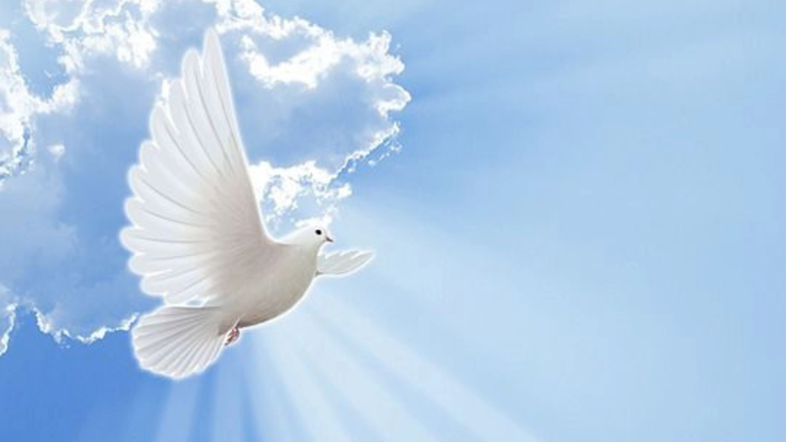 White Bird Spiritual Meaning