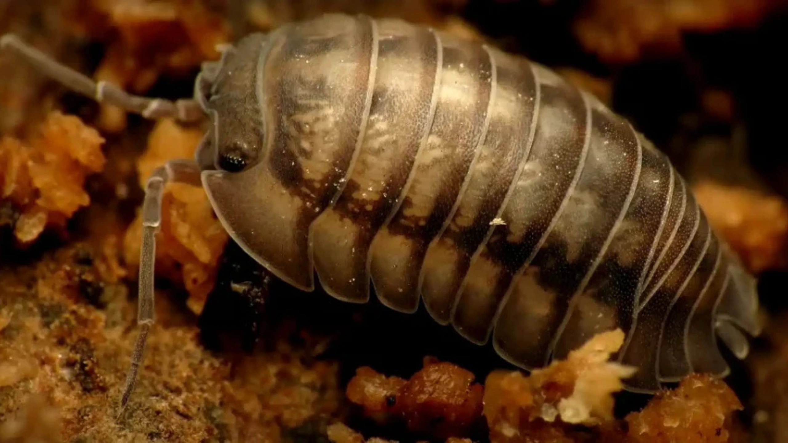 Spiritual Meaning of Roly Poly Bugs