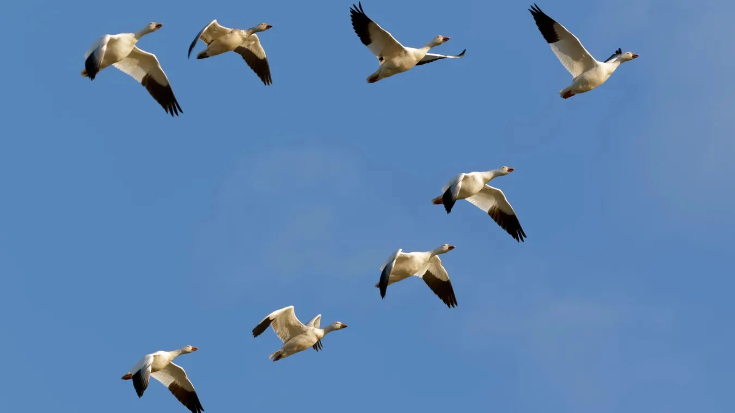 Spiritual Meaning of a Flock of Birds