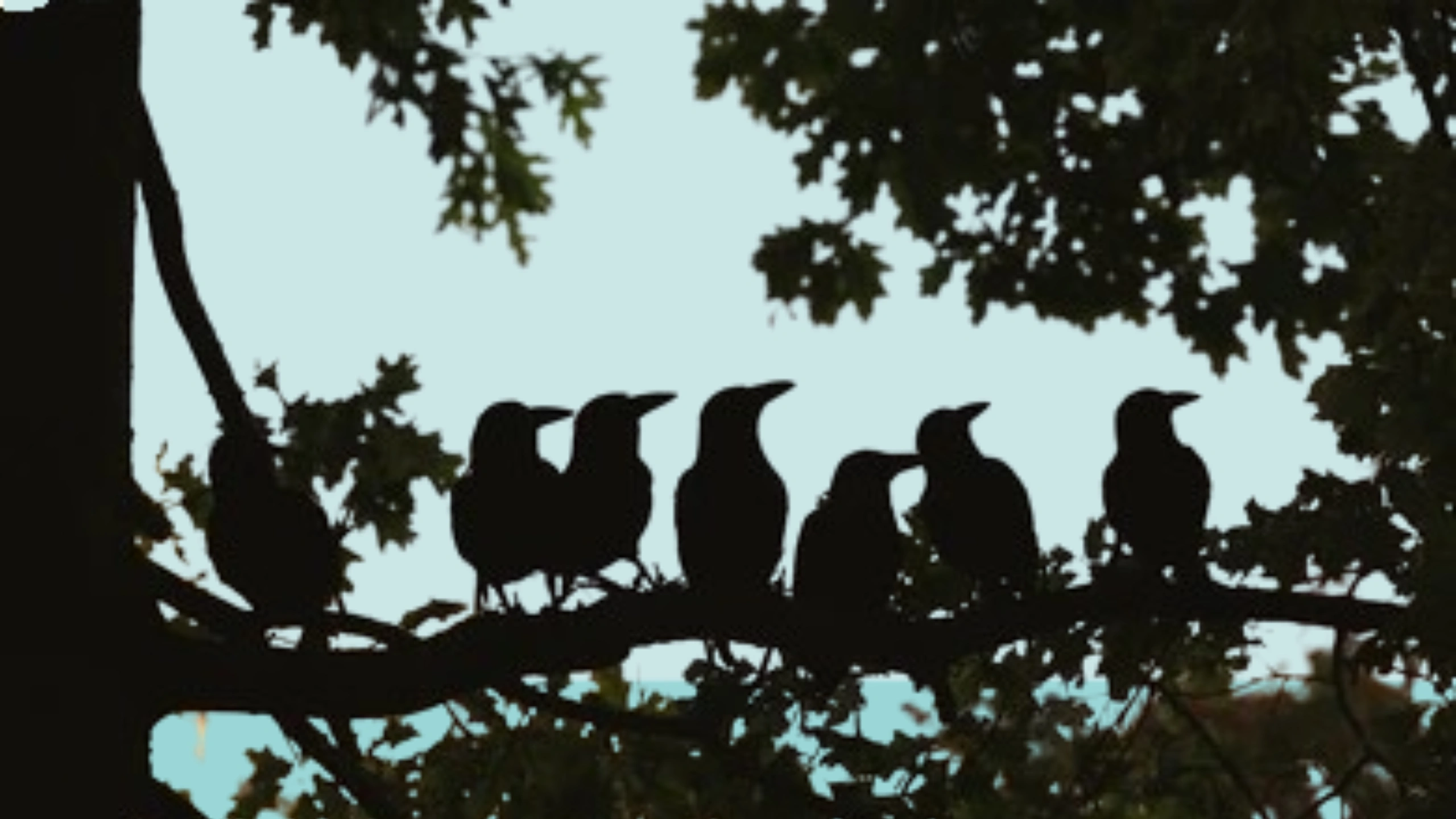 6 Crows Spiritual Meaning