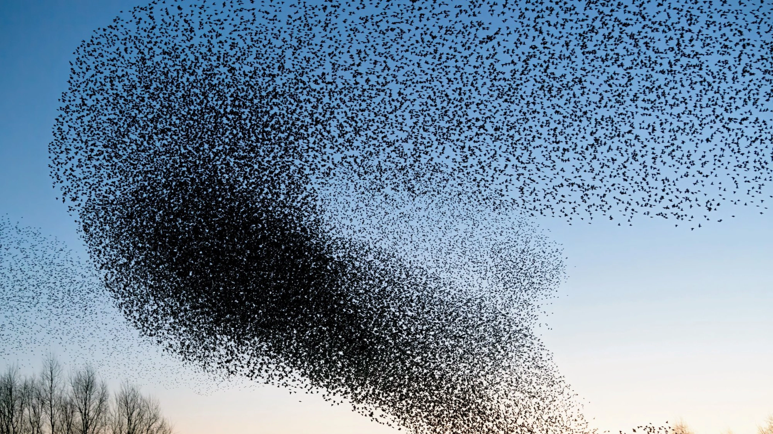 Spiritual Meaning of a Flock of Birds