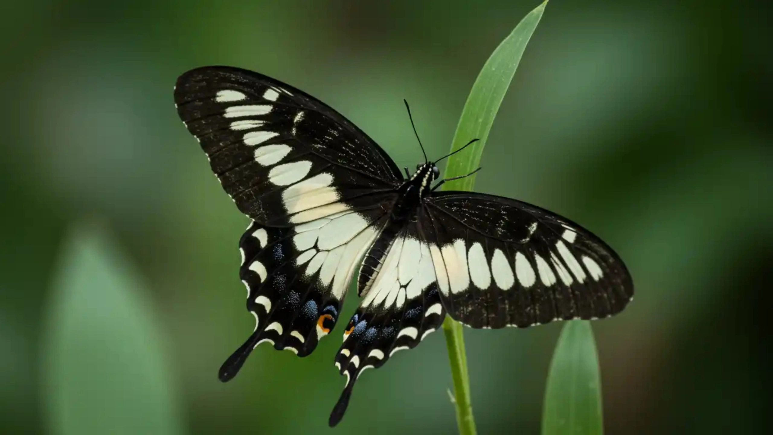 Butterfly Symbolism