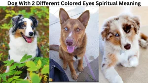 Dog With 2 Different Colored Eyes Spiritual Meaning