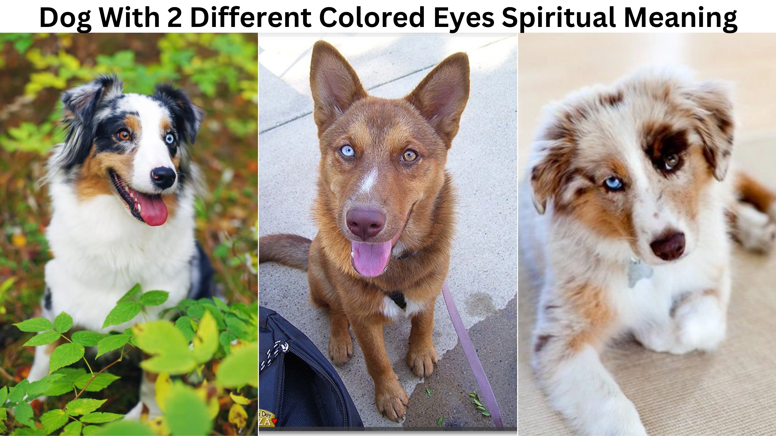 Dog With 2 Different Colored Eyes Spiritual Meaning