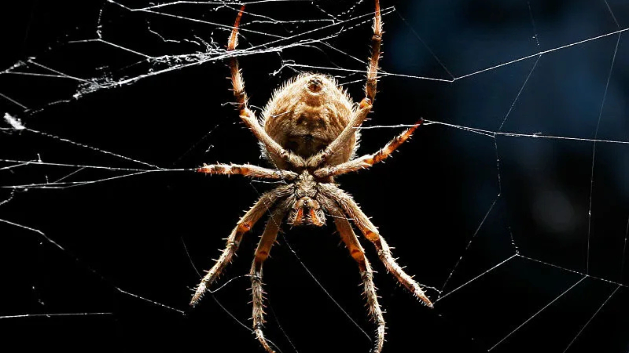 Spider Symbolism