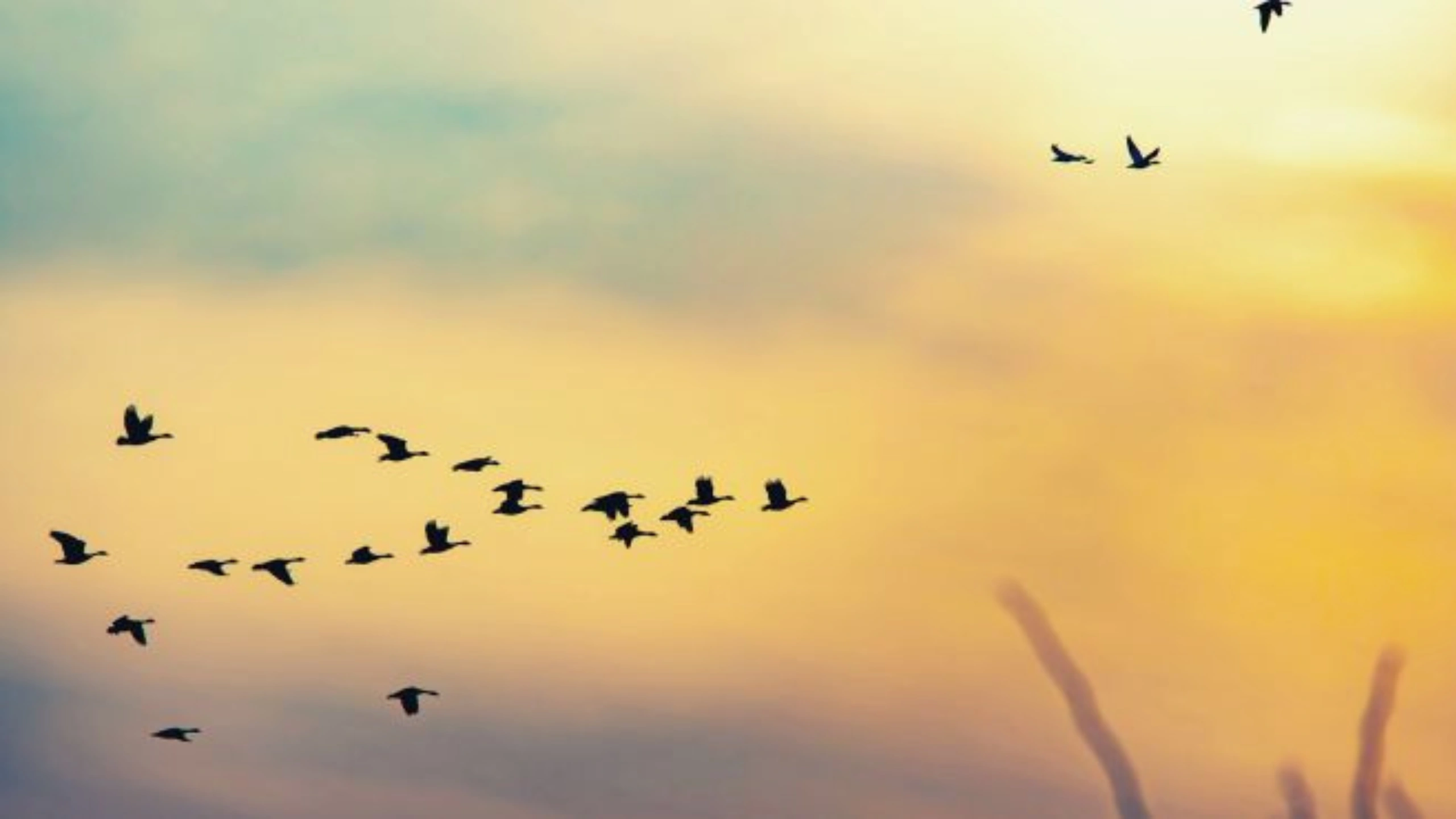 Spiritual Meaning of a Flock of Birds