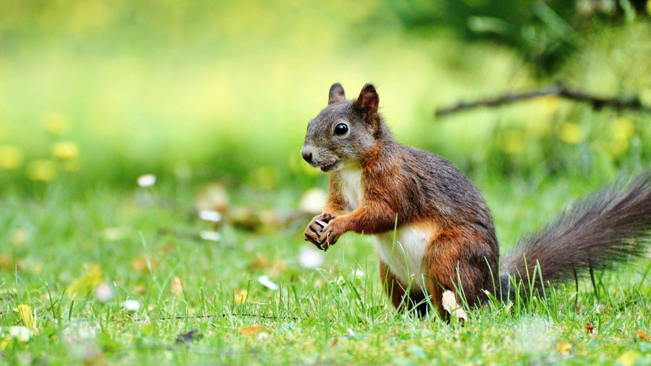 Squirrel Spiritual Meaning