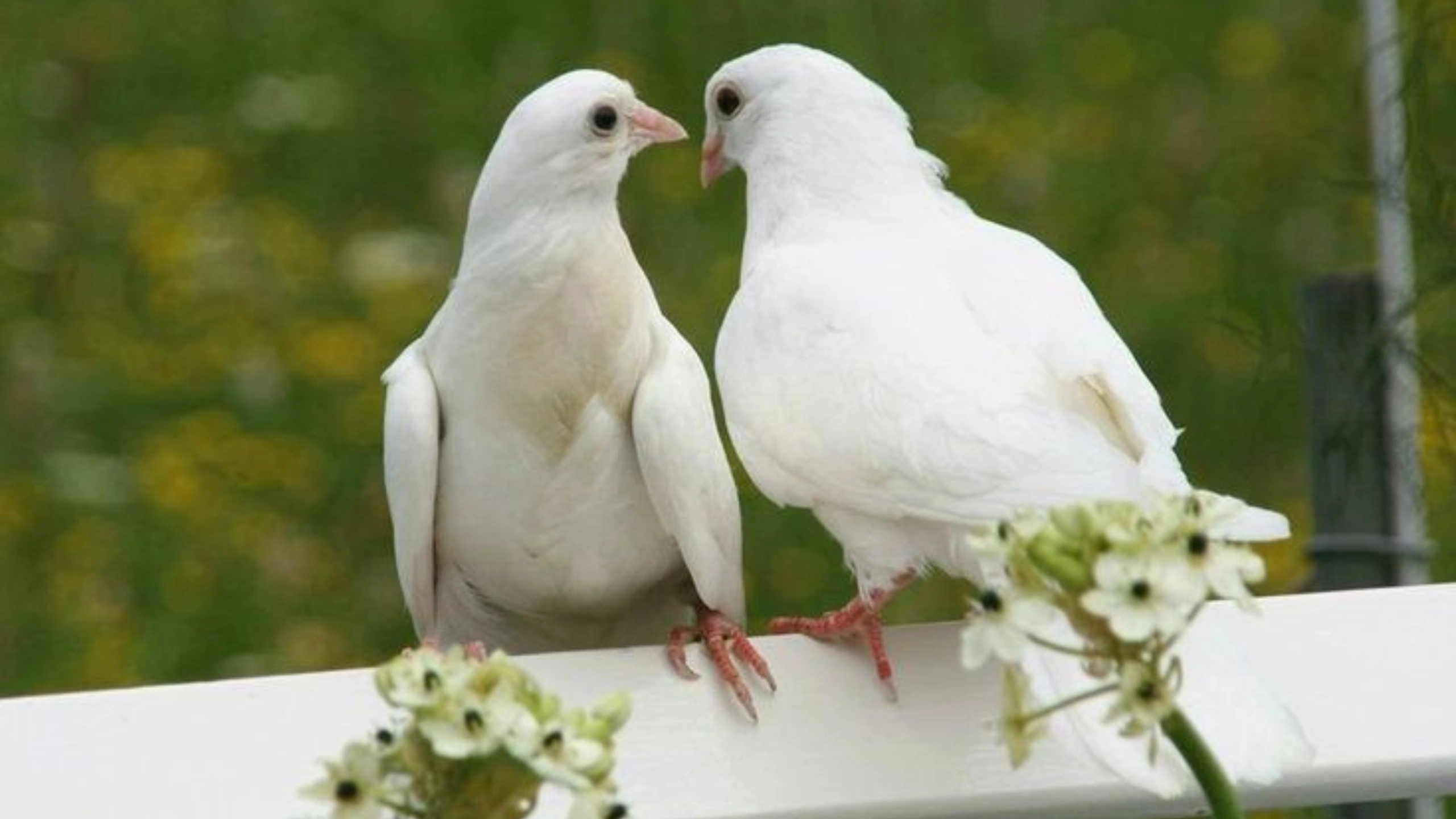 White Bird Spiritual Meaning
