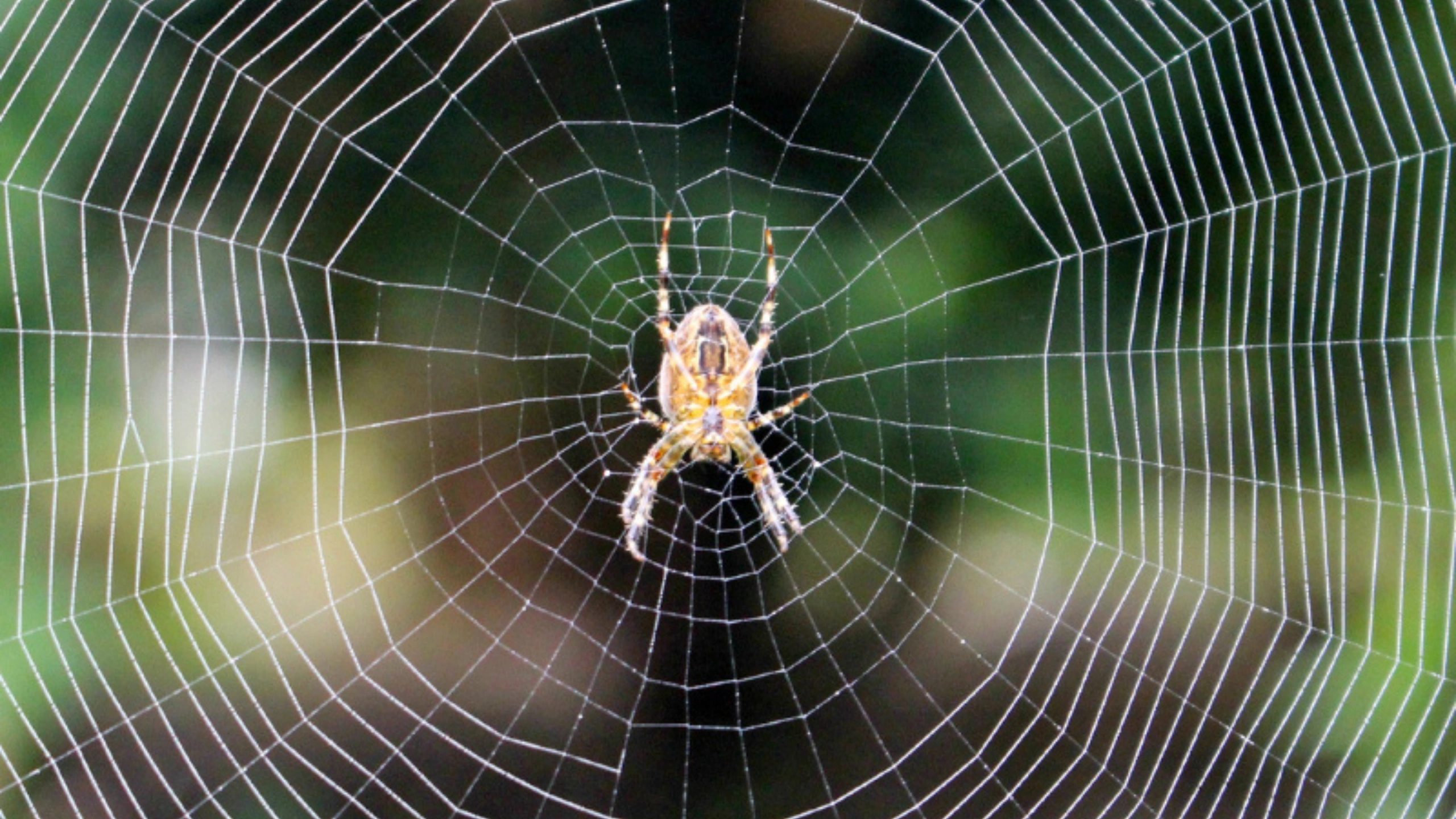 Spider Symbolism