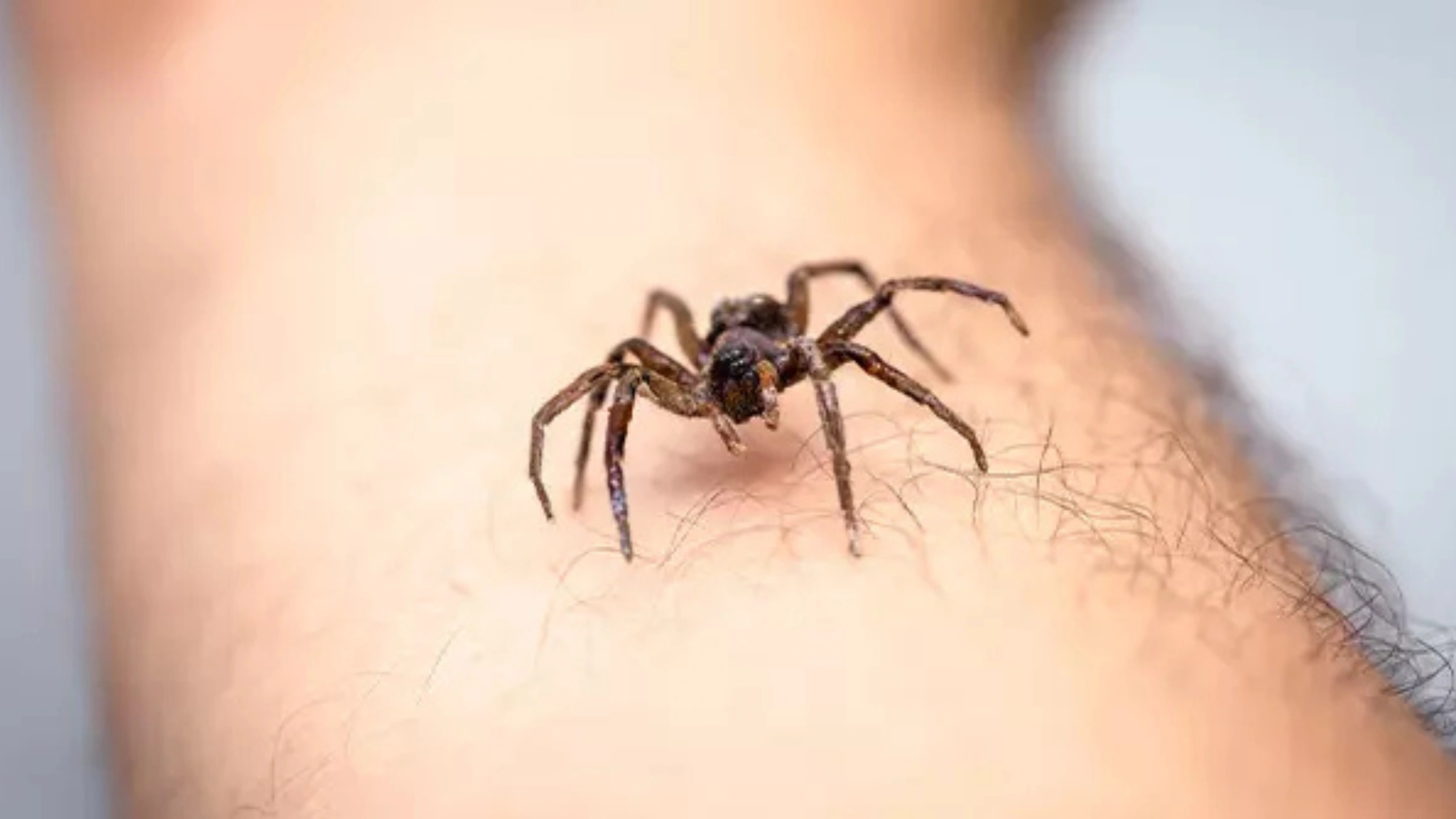 Spider Symbolism