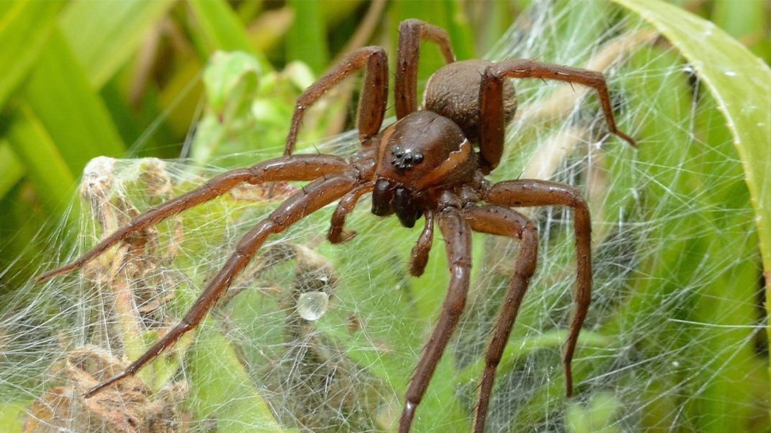 Spider Symbolism