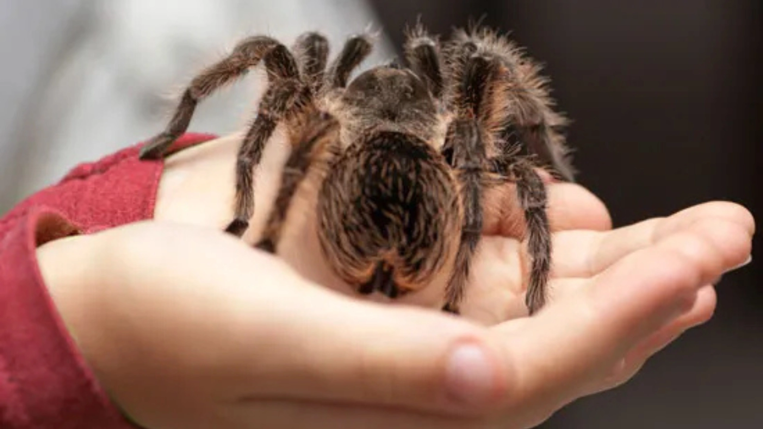 Spider Symbolism