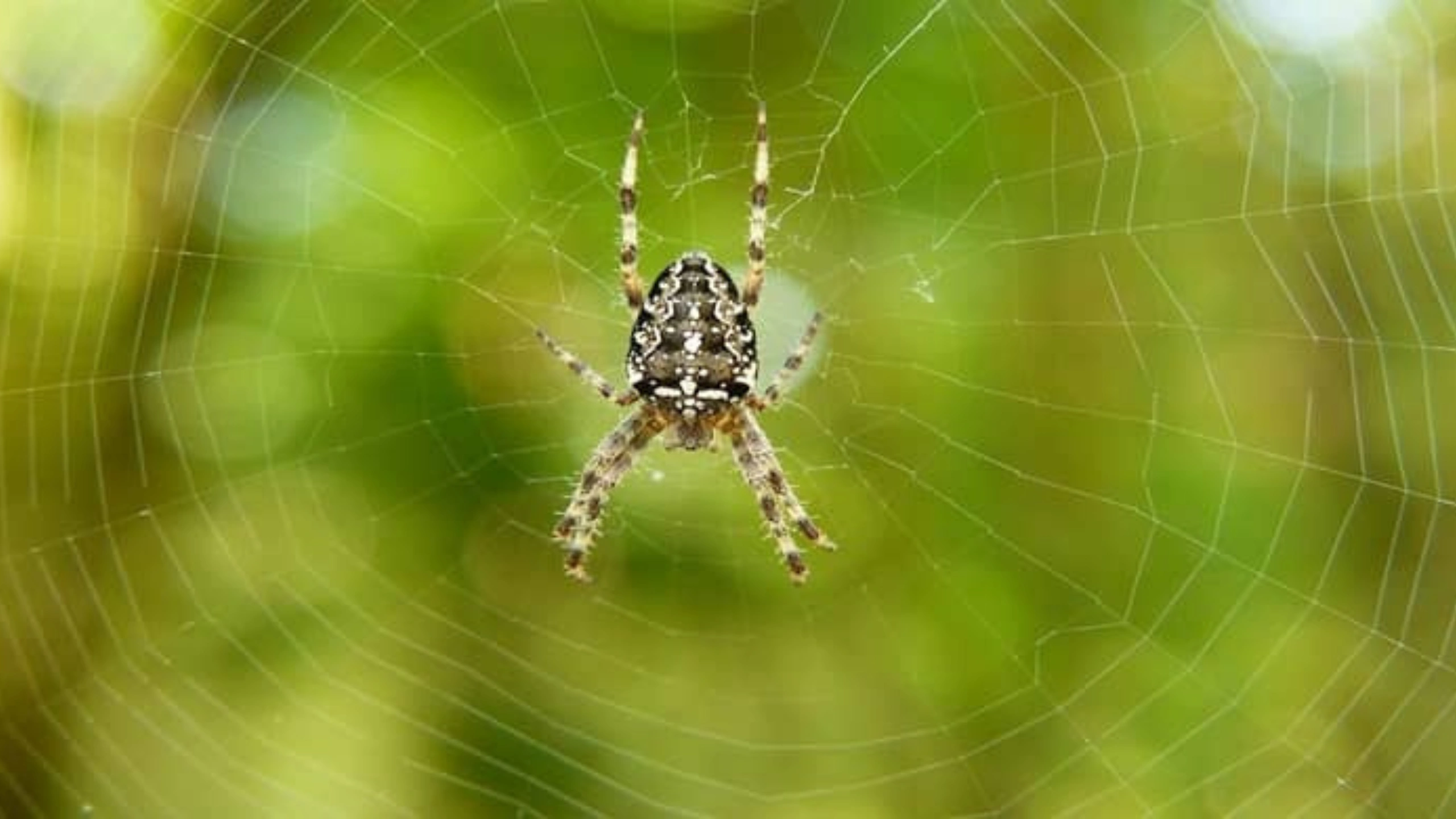 Spider Symbolism