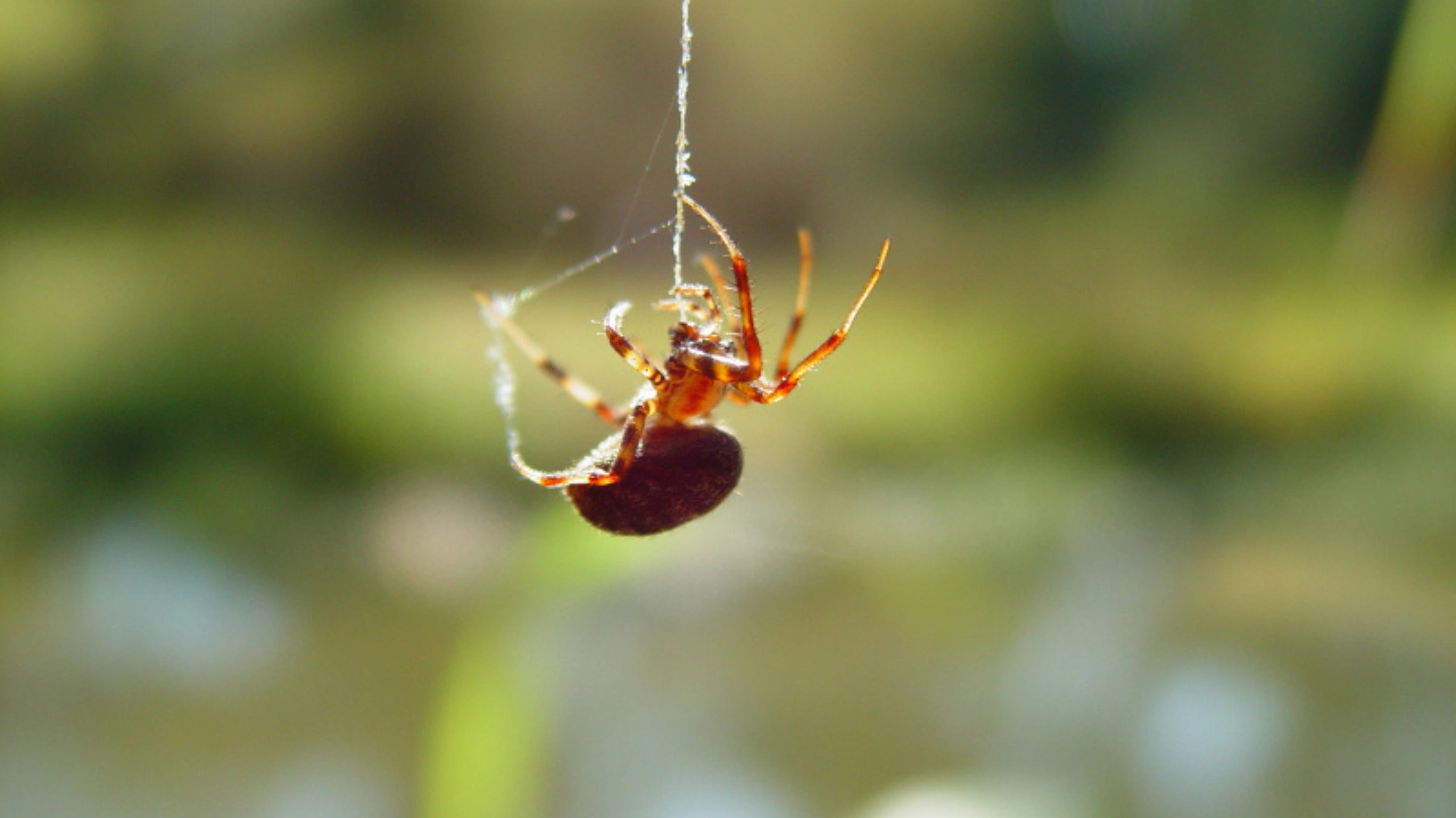 Spider Symbolism